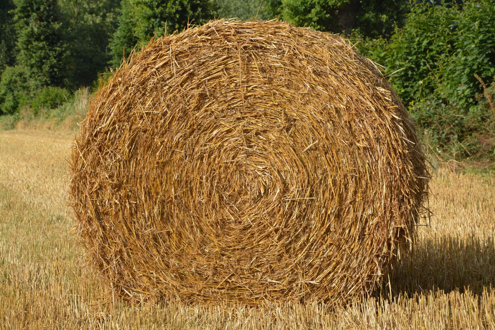 Nikon D5200 sample photo. Roumballer straw, nature, pre photography