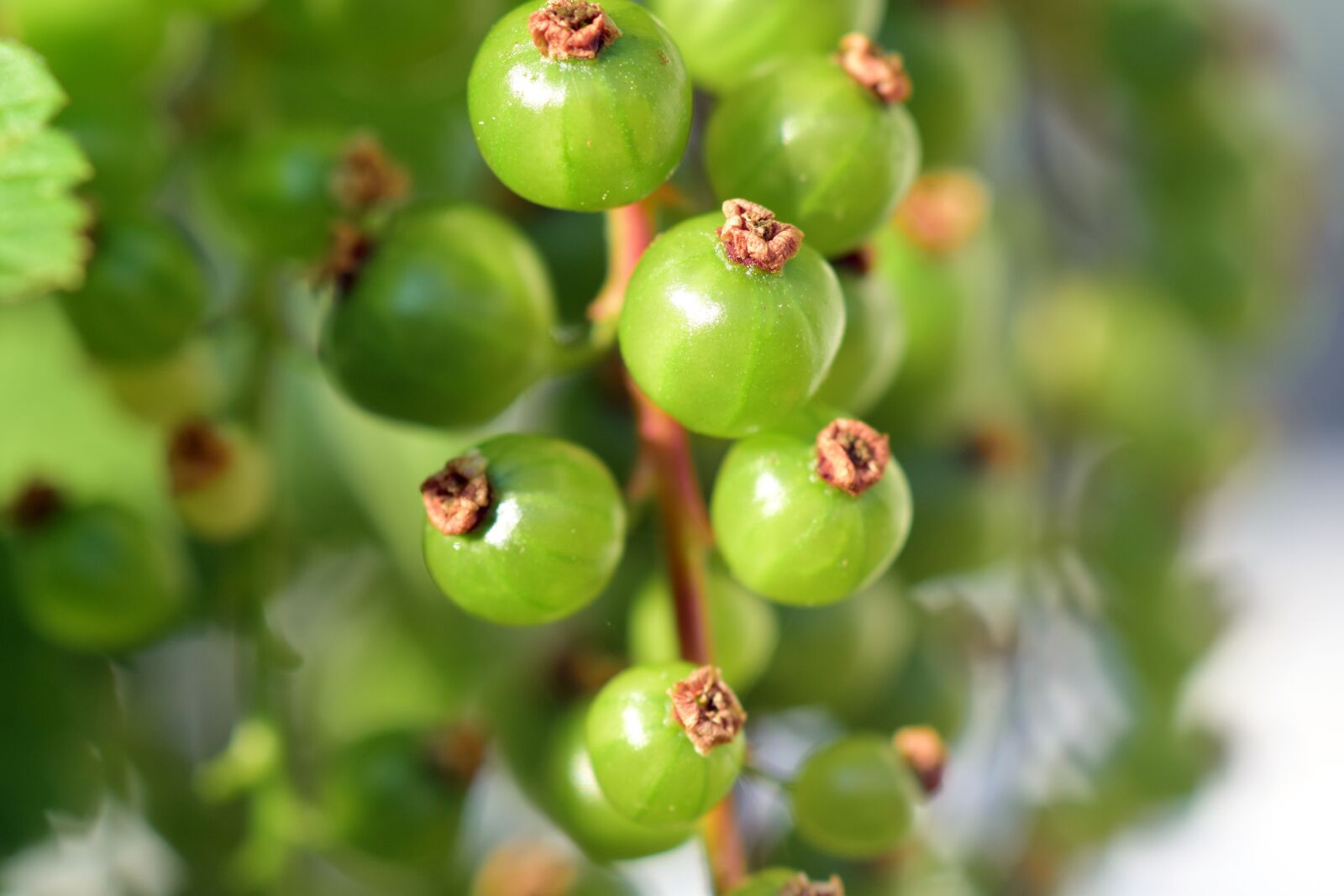 Nikon D3300 sample photo. Currant, green, bush photography