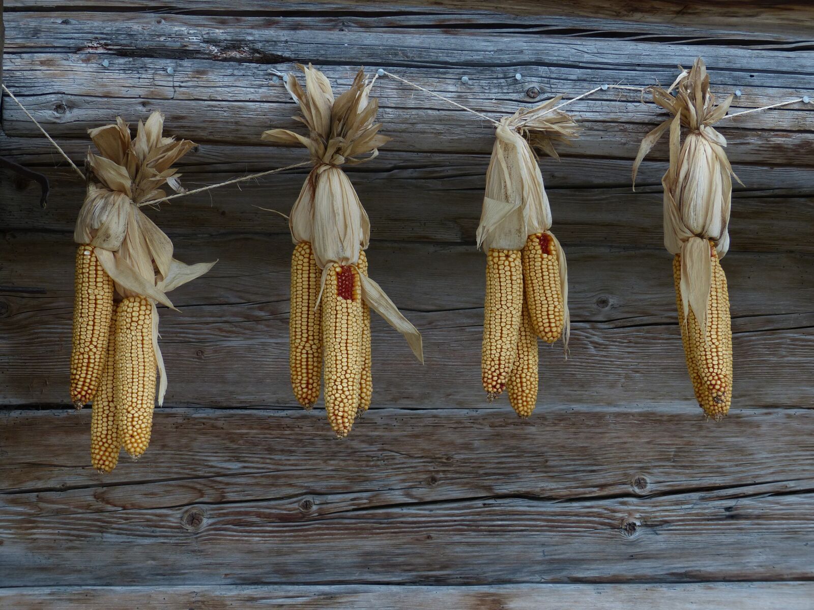 Panasonic Lumix DMC-FZ200 sample photo. Corn, autumn, corn on photography