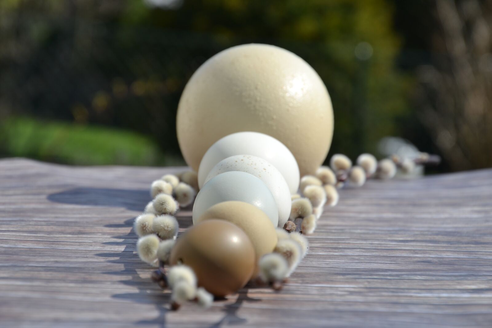 Nikon D3100 sample photo. Ostrich egg, goose egg photography