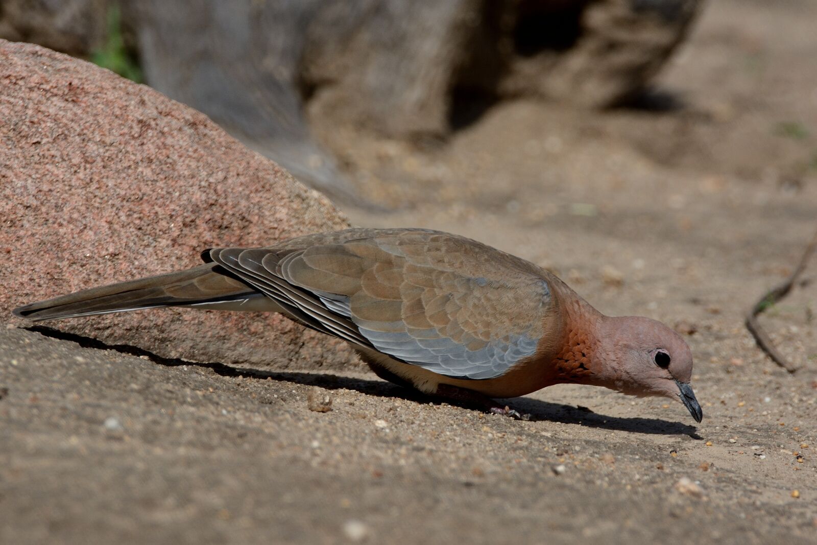 Nikon D7100 sample photo. Spotted dove, daroji sloth photography