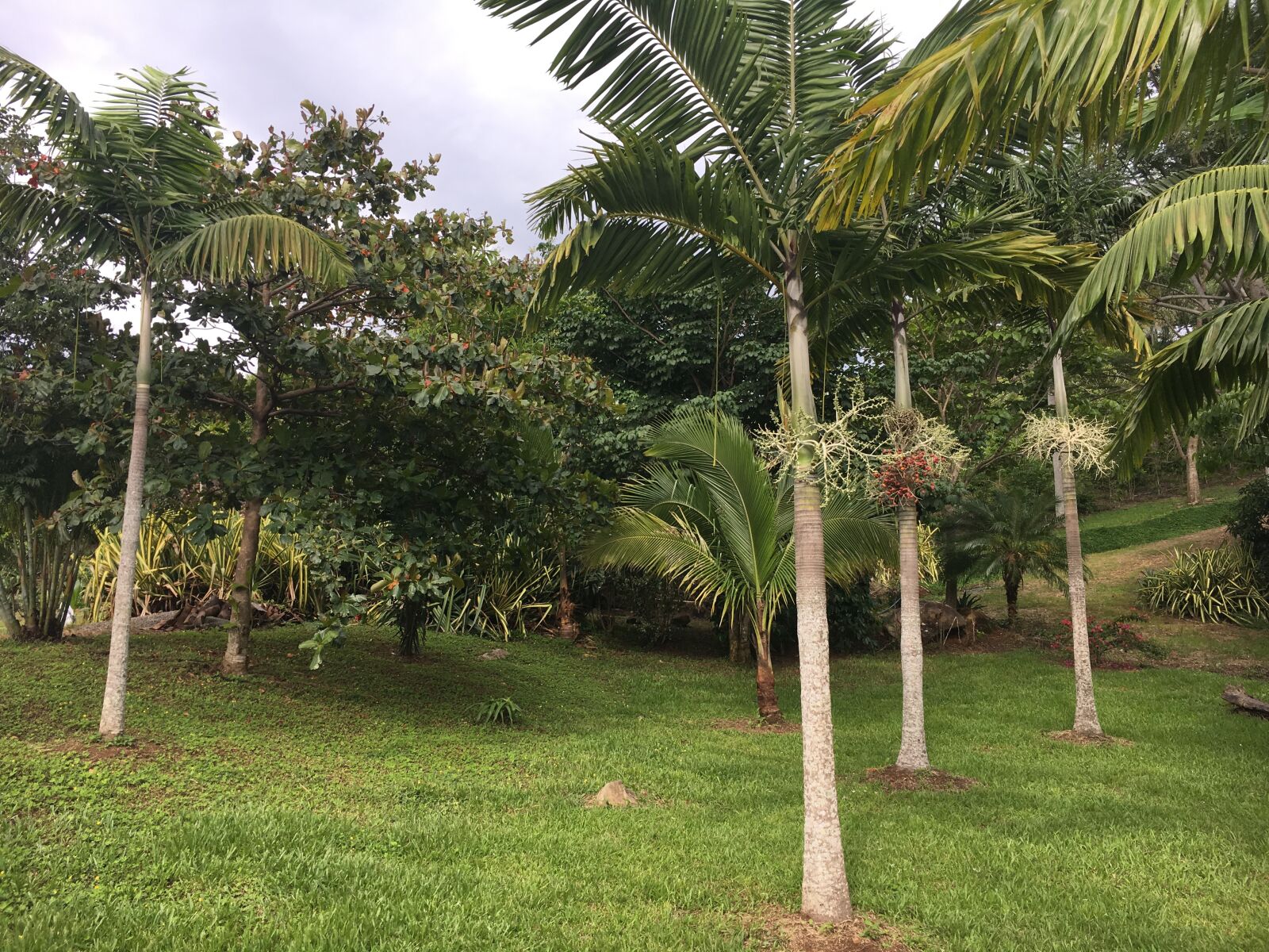 iPhone 6s back camera 4.15mm f/2.2 sample photo. Palm trees, tropical, costa photography