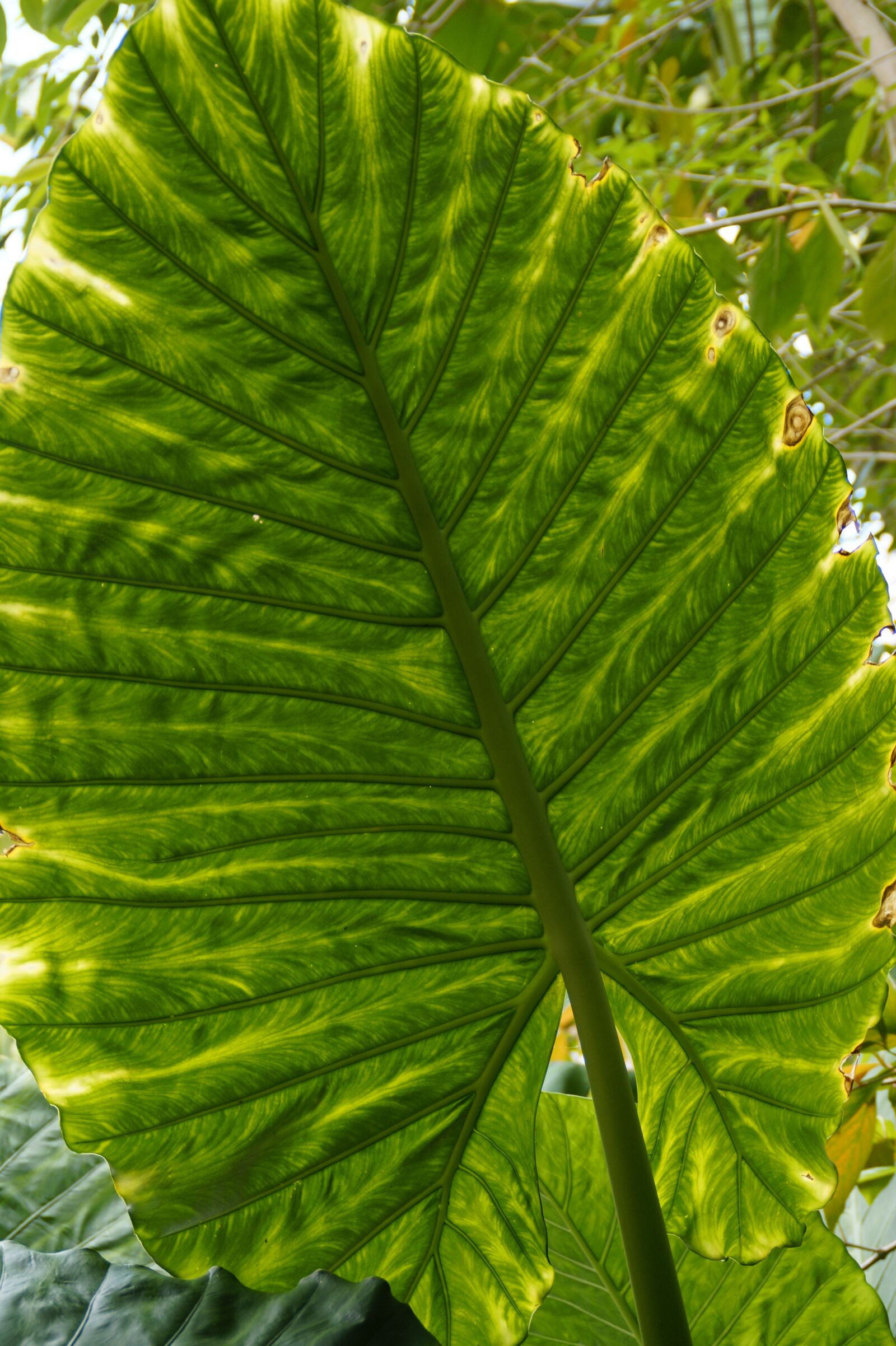 Sony SLT-A58 sample photo. Leaf structure, leaf, big photography