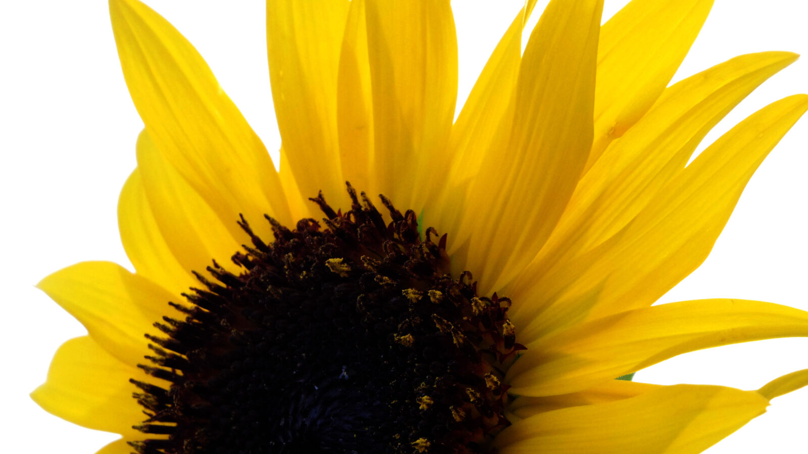 Pentax Q10 sample photo. Flower photography