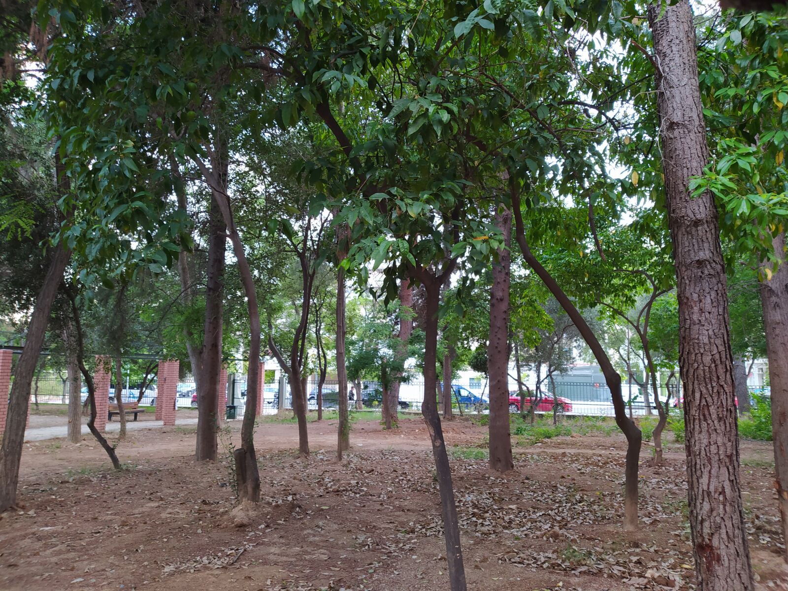 Xiaomi Redmi Note 8 sample photo. Tree, mparoutadiko, αιγάλεω photography
