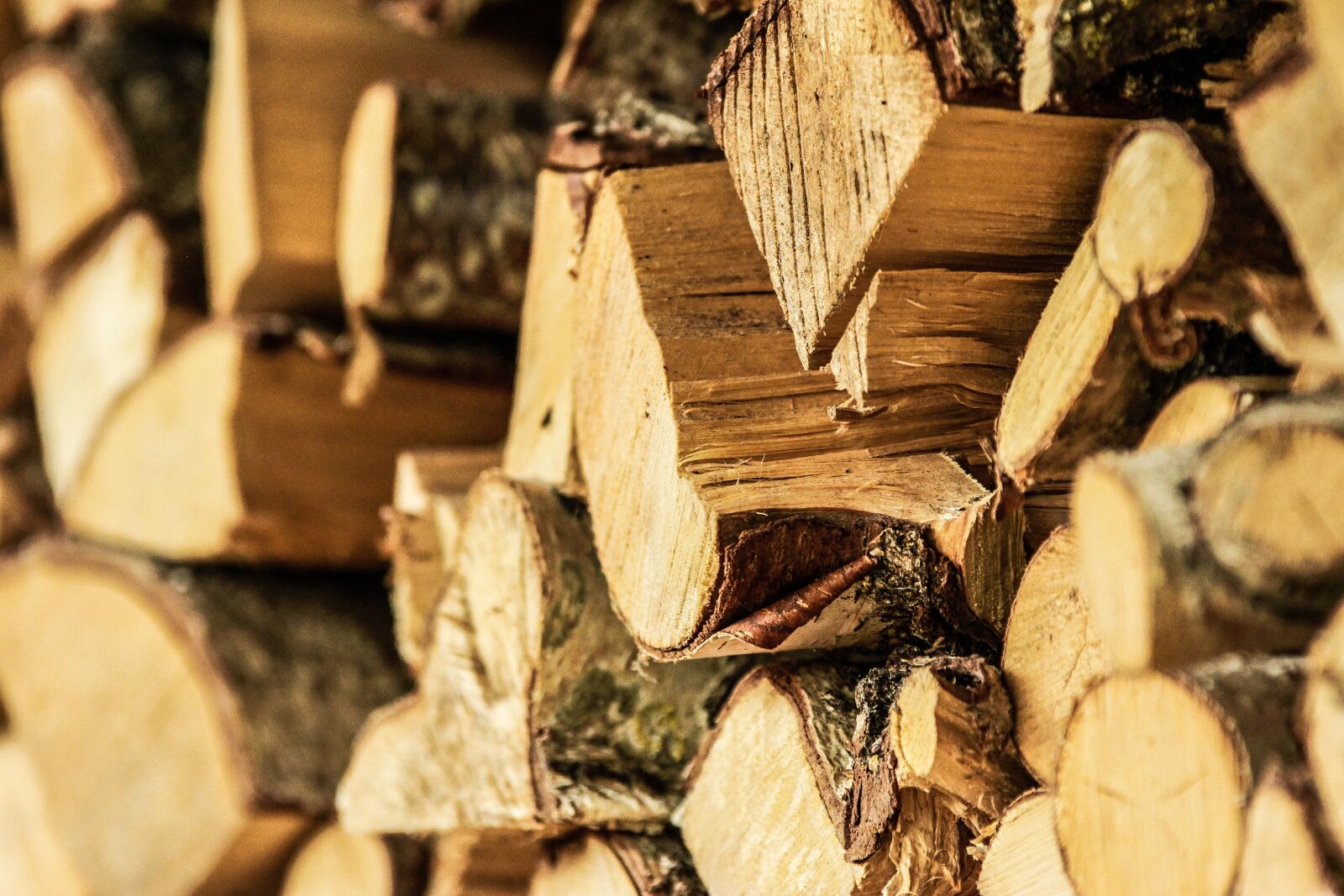 Canon EOS 7D sample photo. Wood, wood cuttings, tree photography