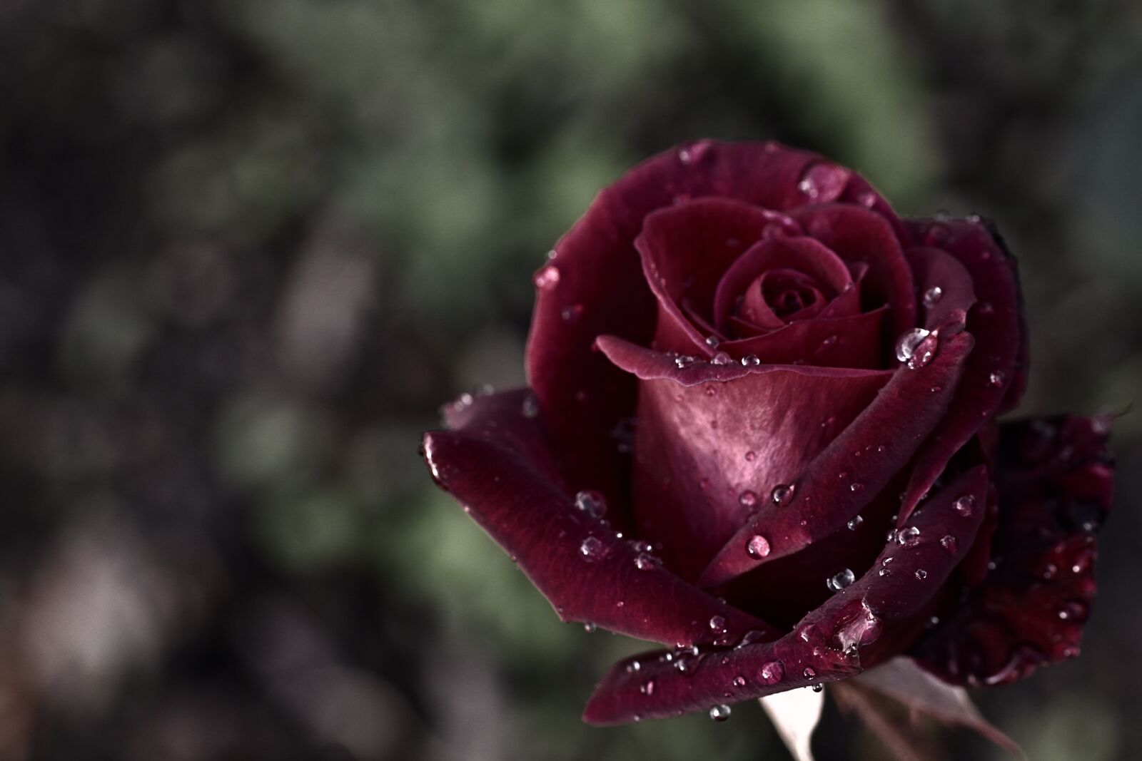 Nikon D5200 sample photo. Rose, blossom, bloom photography