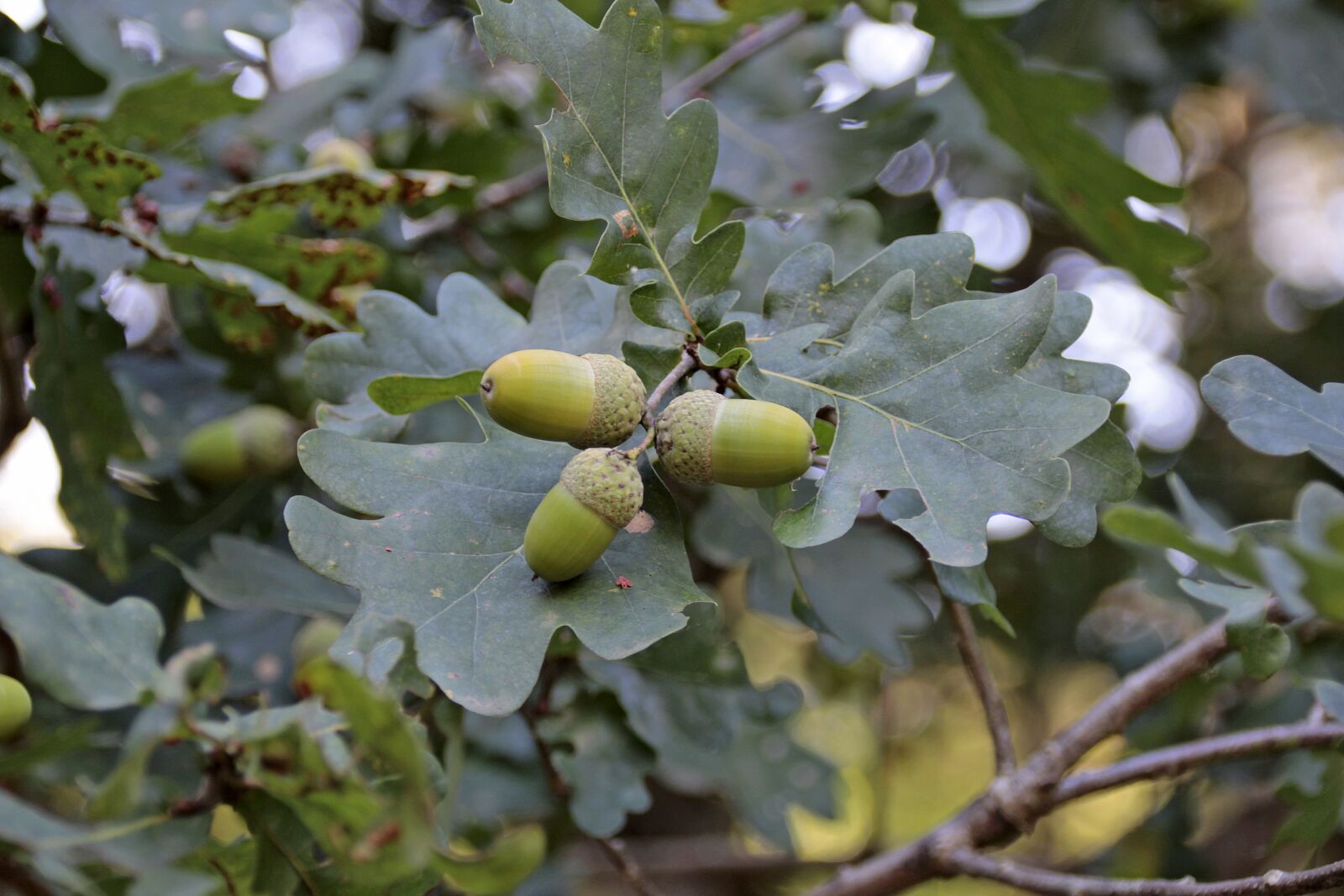 Canon EOS 700D (EOS Rebel T5i / EOS Kiss X7i) sample photo. Acorns, tree, fruit photography