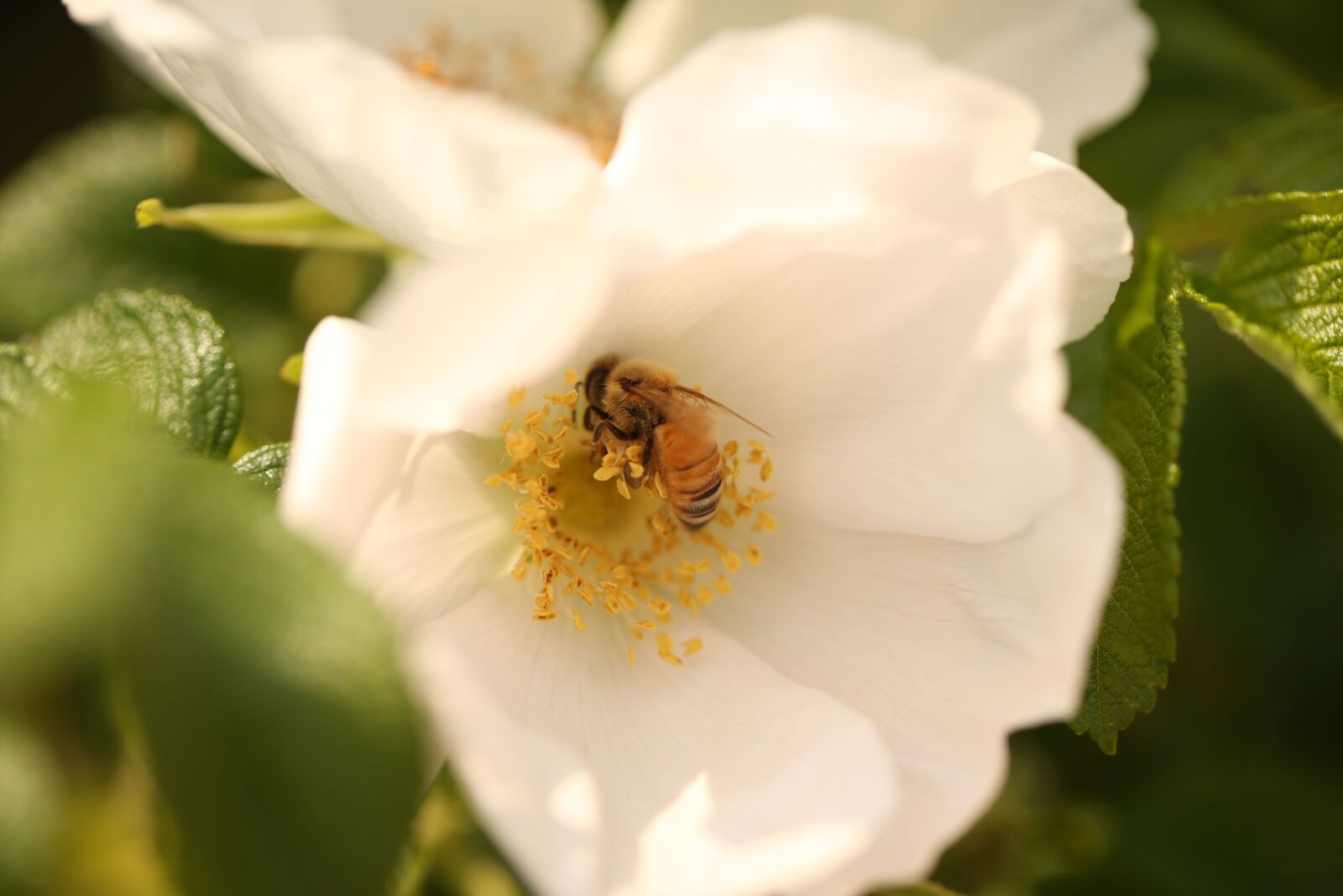 Canon EOS-1D X sample photo. Looking for honey, white photography
