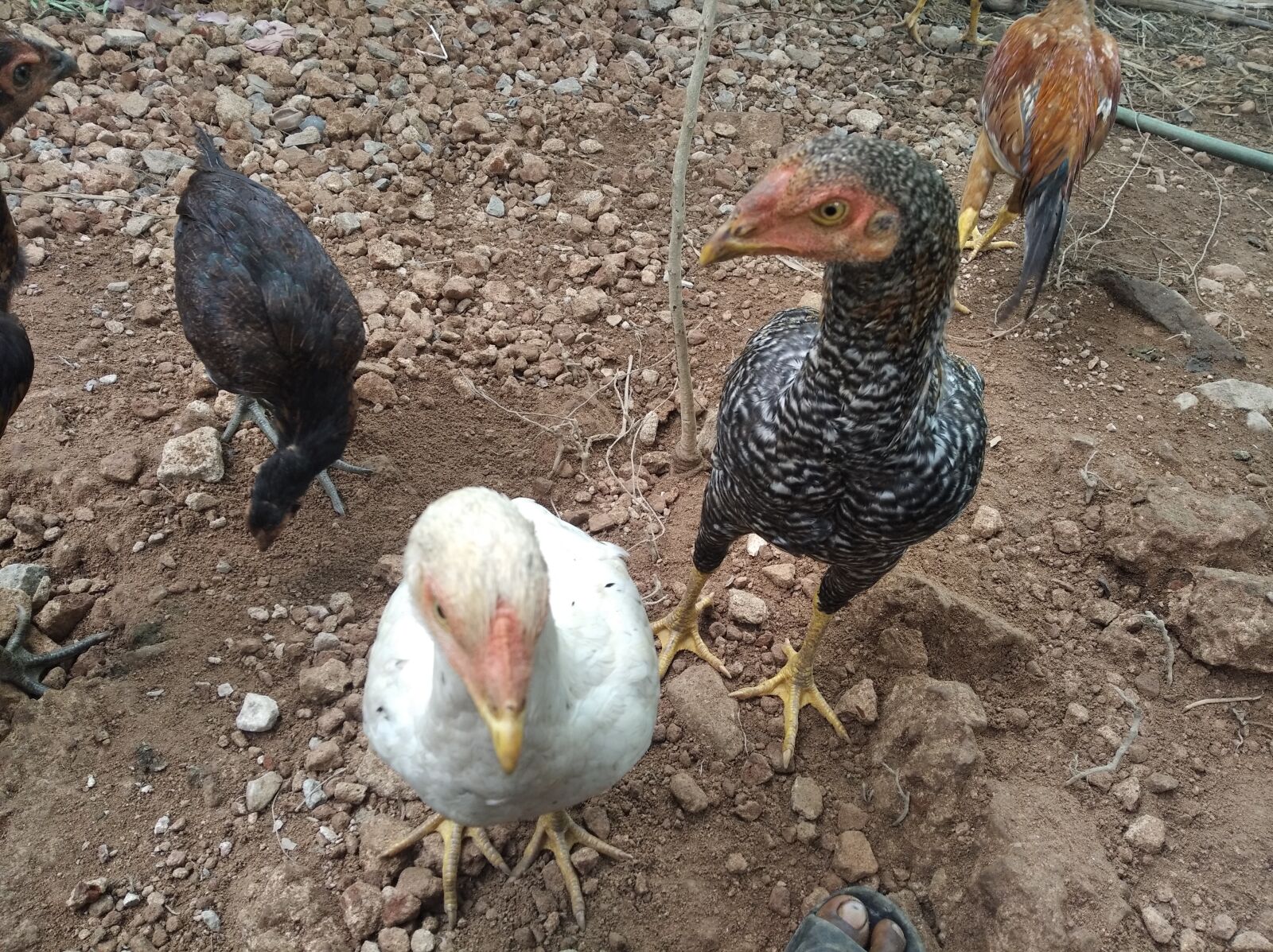 Xiaomi Redmi 7A sample photo. Chicken, white chicks, hen photography