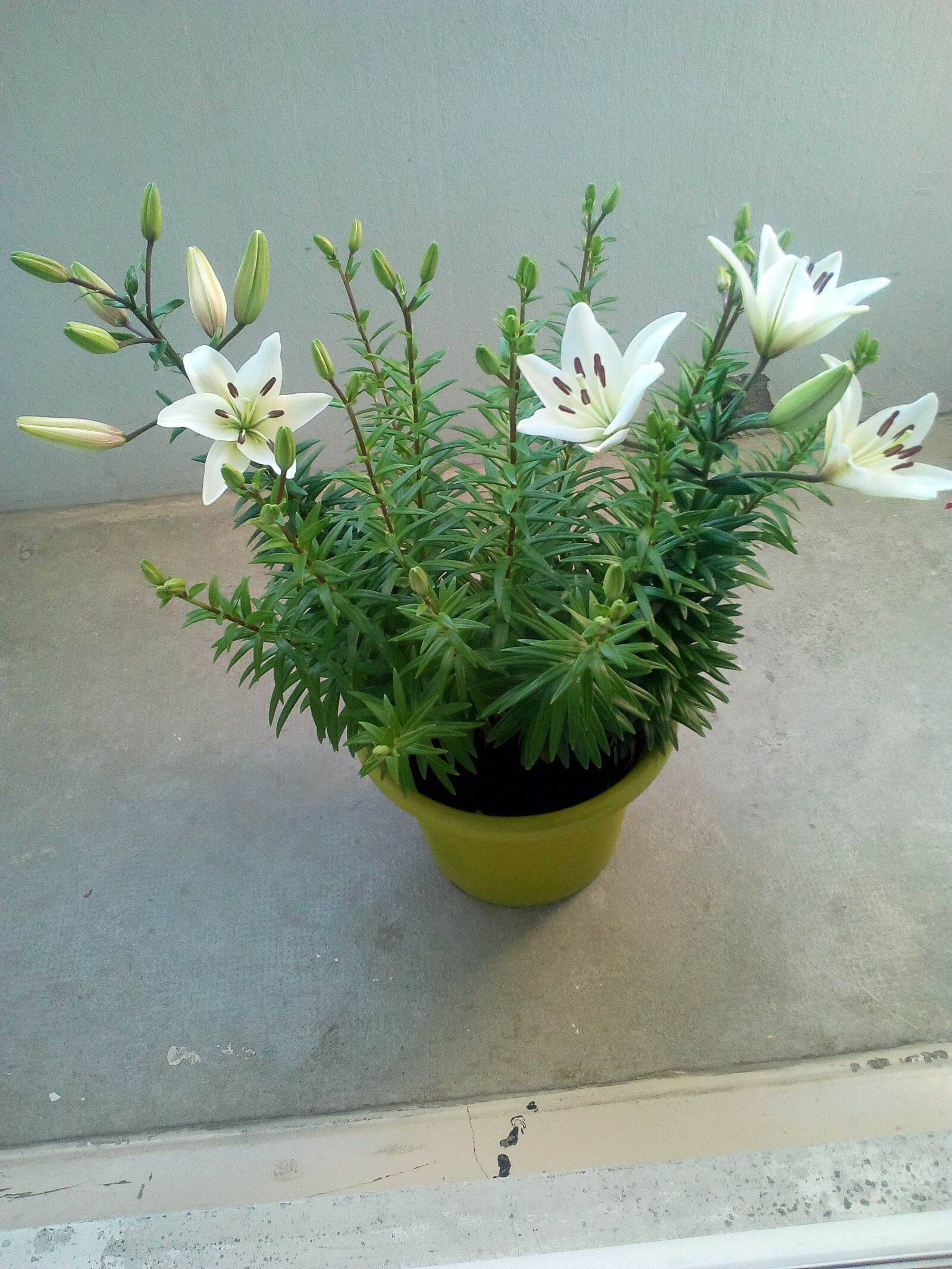 WIKO LENNY3 sample photo. Lys, purity, beauty photography
