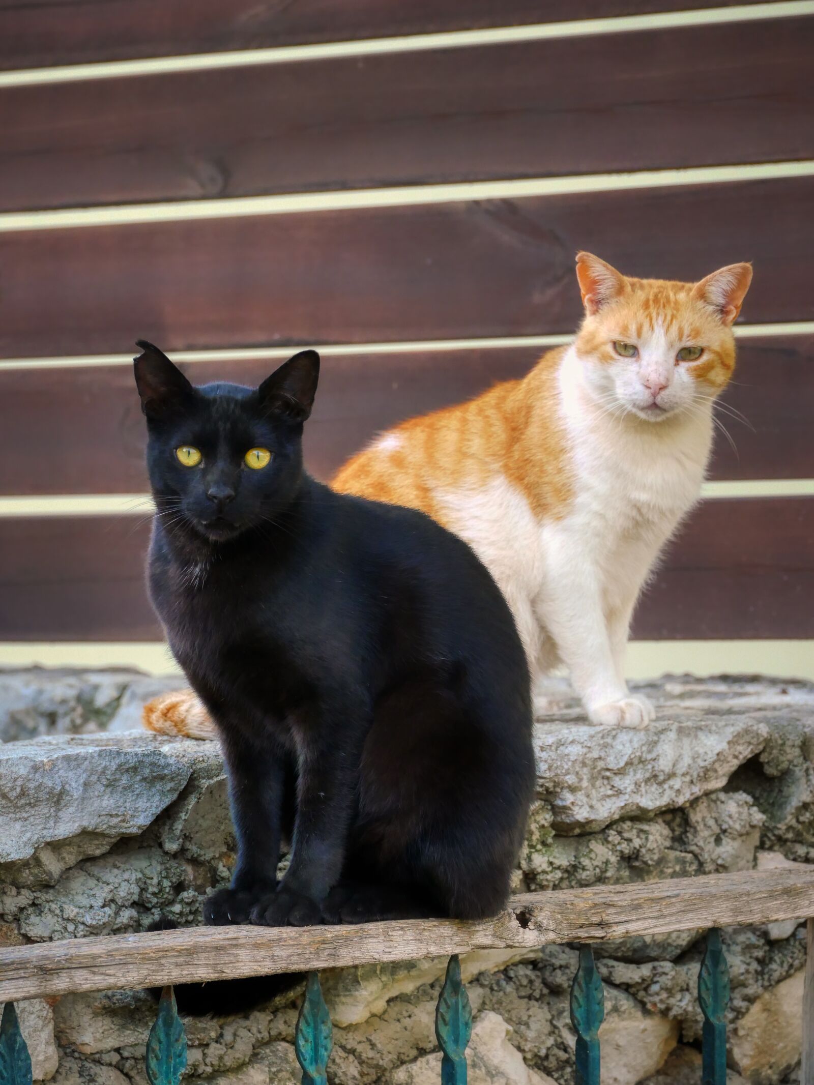 Panasonic Lumix DMC-GX8 sample photo. Cat, black, animal photography