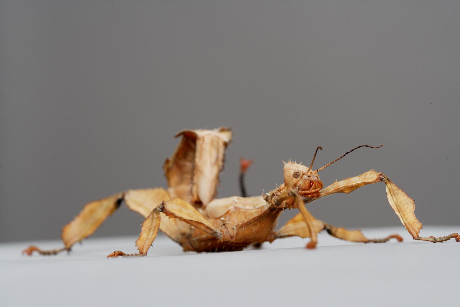 Canon EOS-1Ds Mark II sample photo. Australian stick insect, insects photography