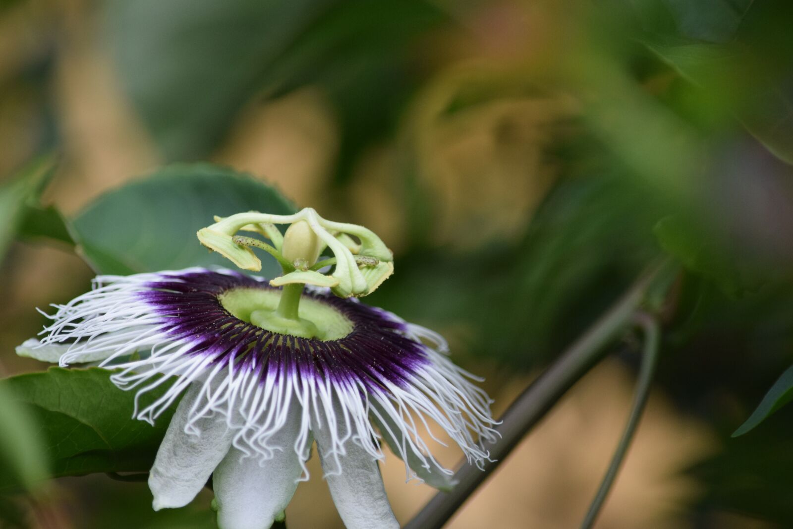Nikon D5300 sample photo. Passion fruit, flower, flourish photography