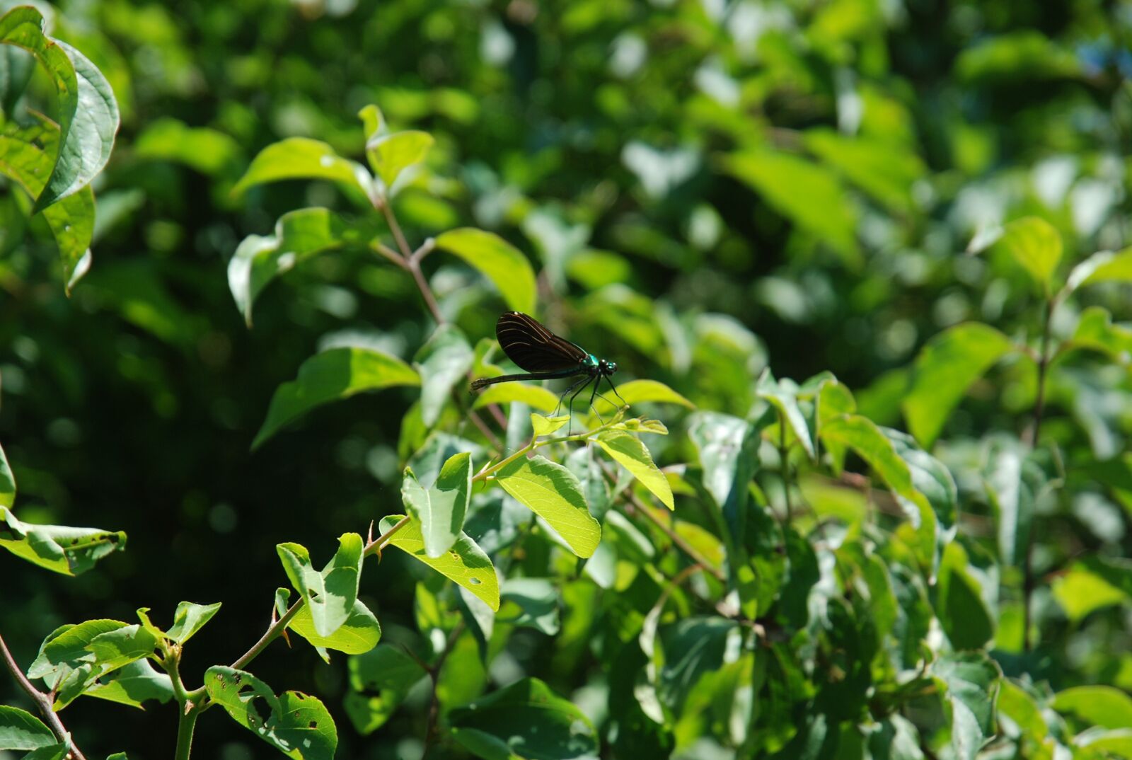 Nikon D80 sample photo. Dragonfly, close, insect photography