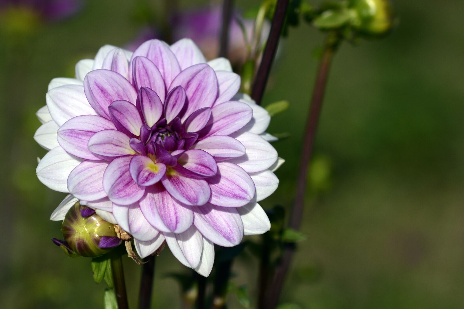 Nikon D7100 sample photo. Dahlia, flower, blossom photography