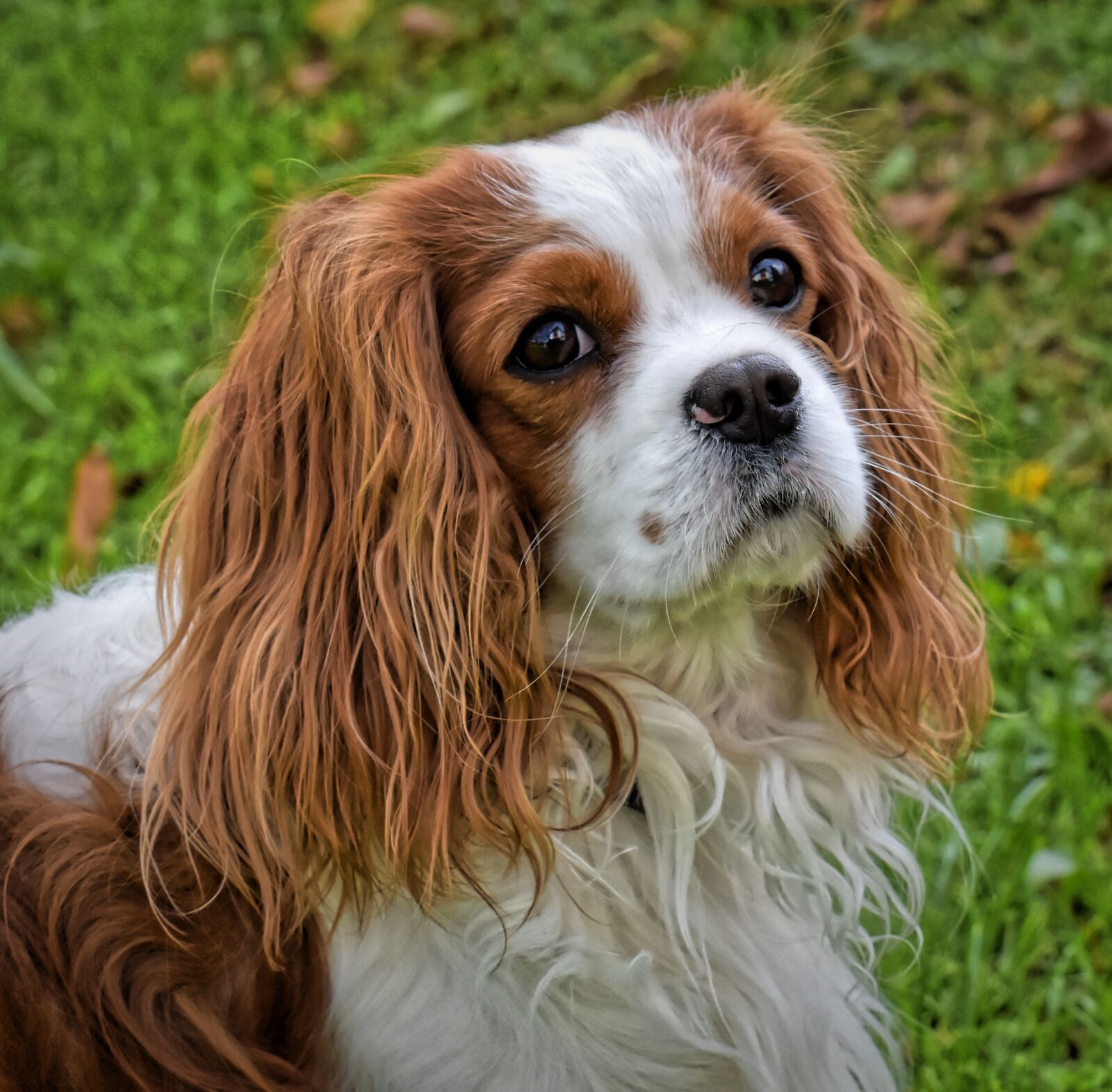 Nikon D7200 sample photo. Dog, cavalier king charles photography