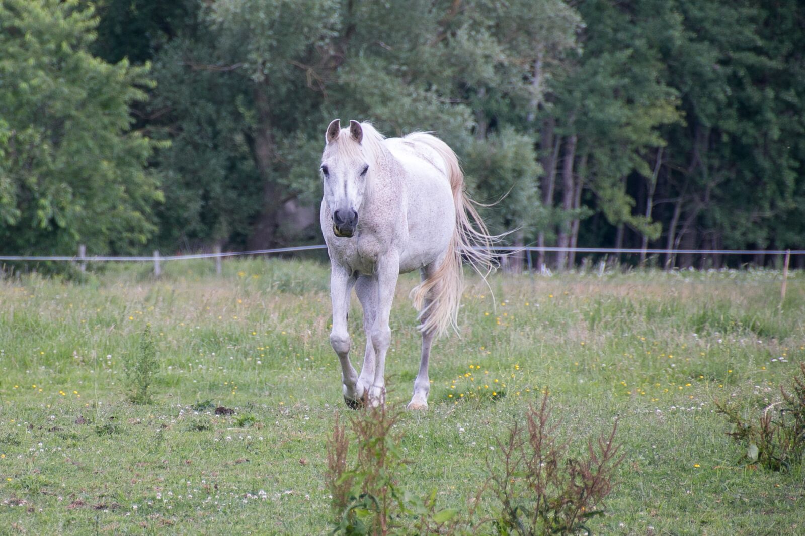 Canon EOS 70D sample photo. Horse, white, pasture photography