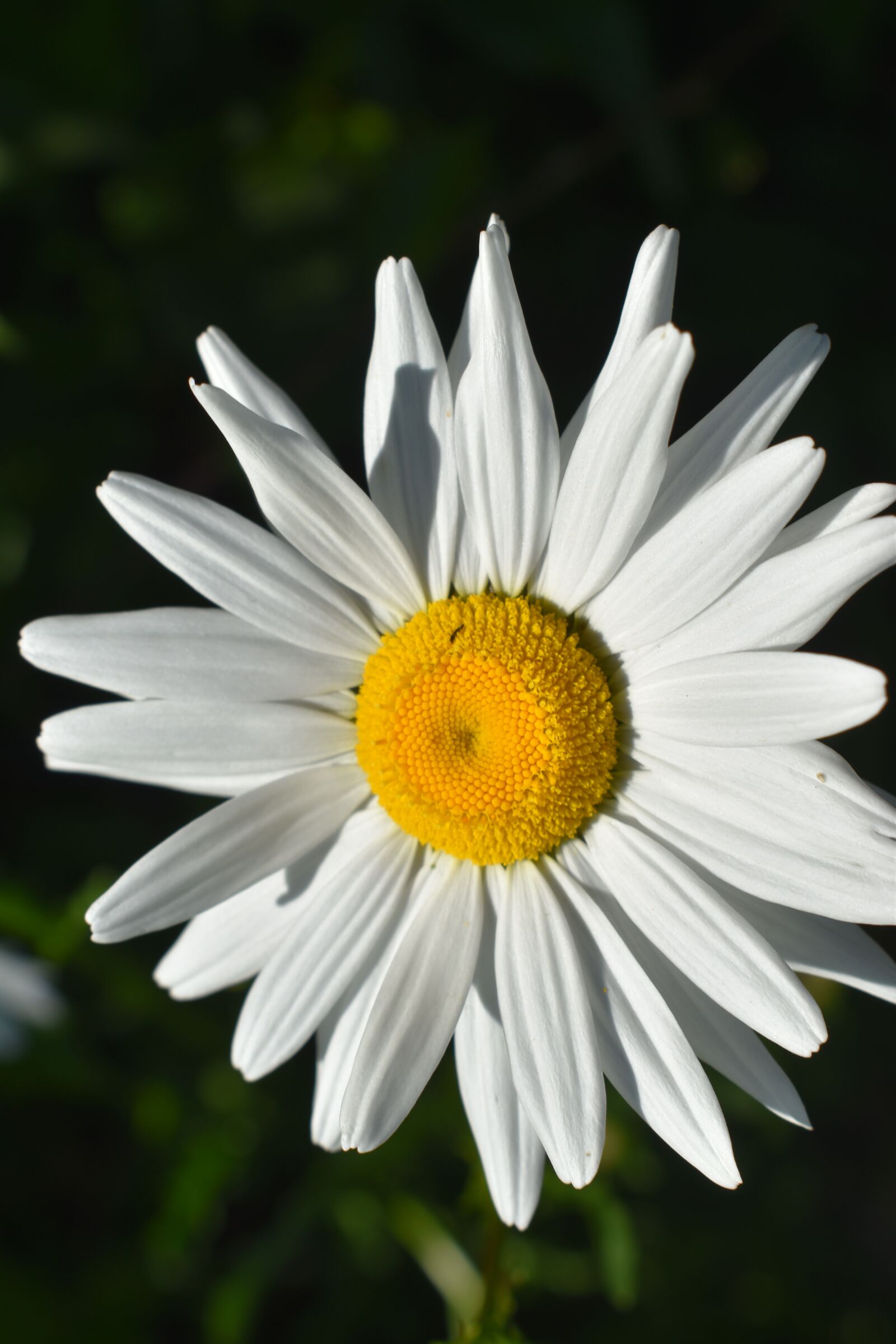 Nikon D3500 sample photo. Flower, white, bloom photography