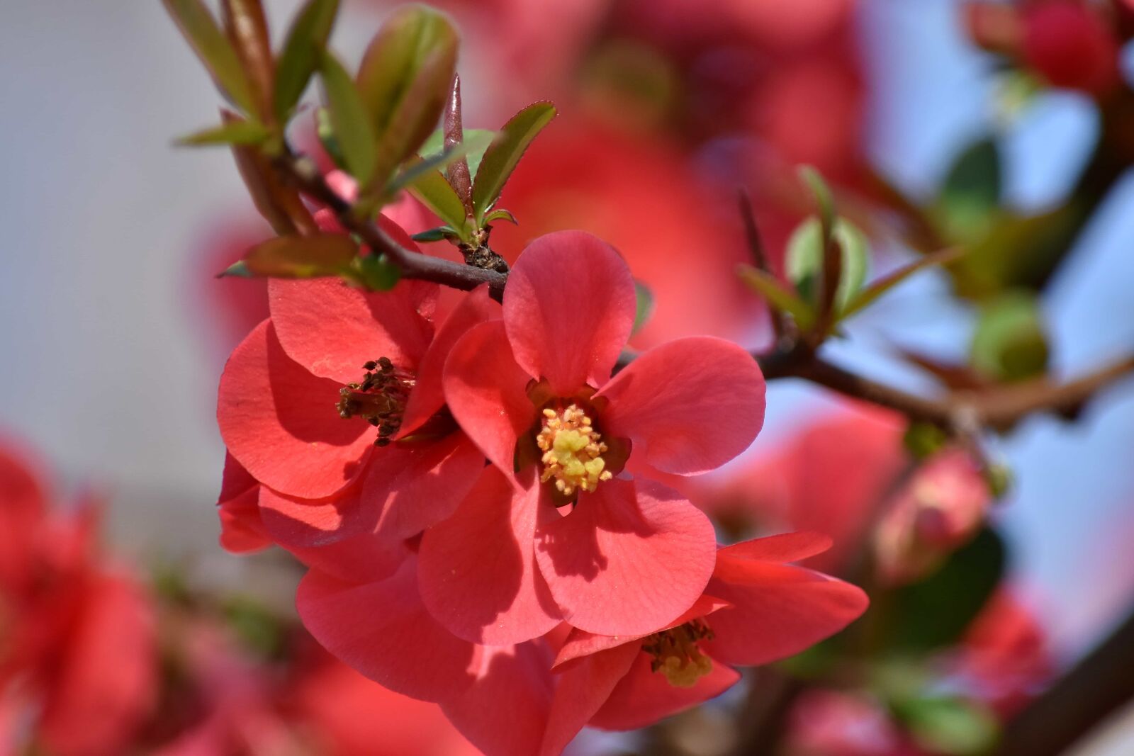 Nikon D5500 sample photo. Branchlet, flower bud, flower photography