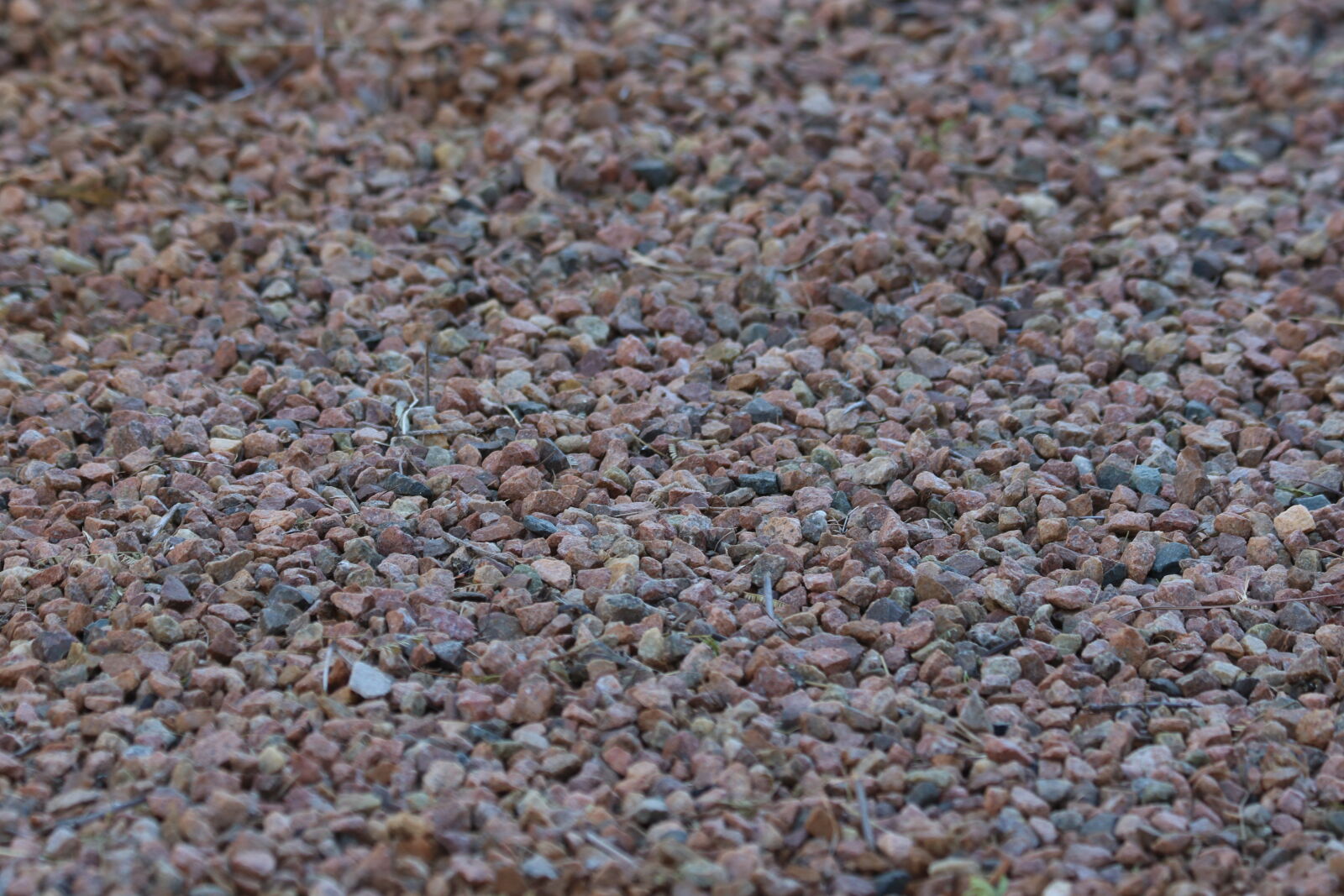 Canon EOS 7D Mark II sample photo. Background, brown, build, nature photography