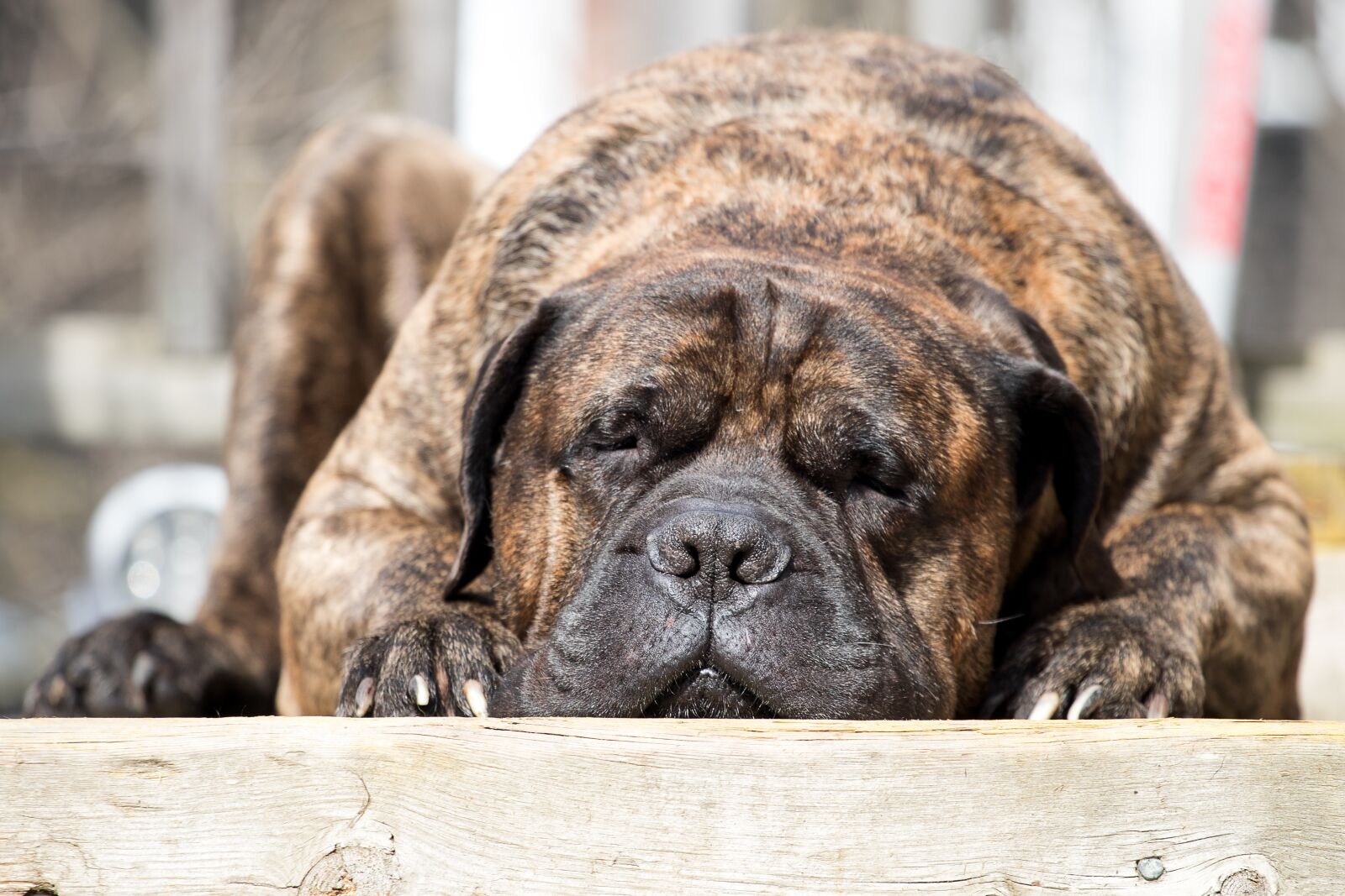 Canon EF 70-200mm F4L USM sample photo. Dog, mastiff, animal photography