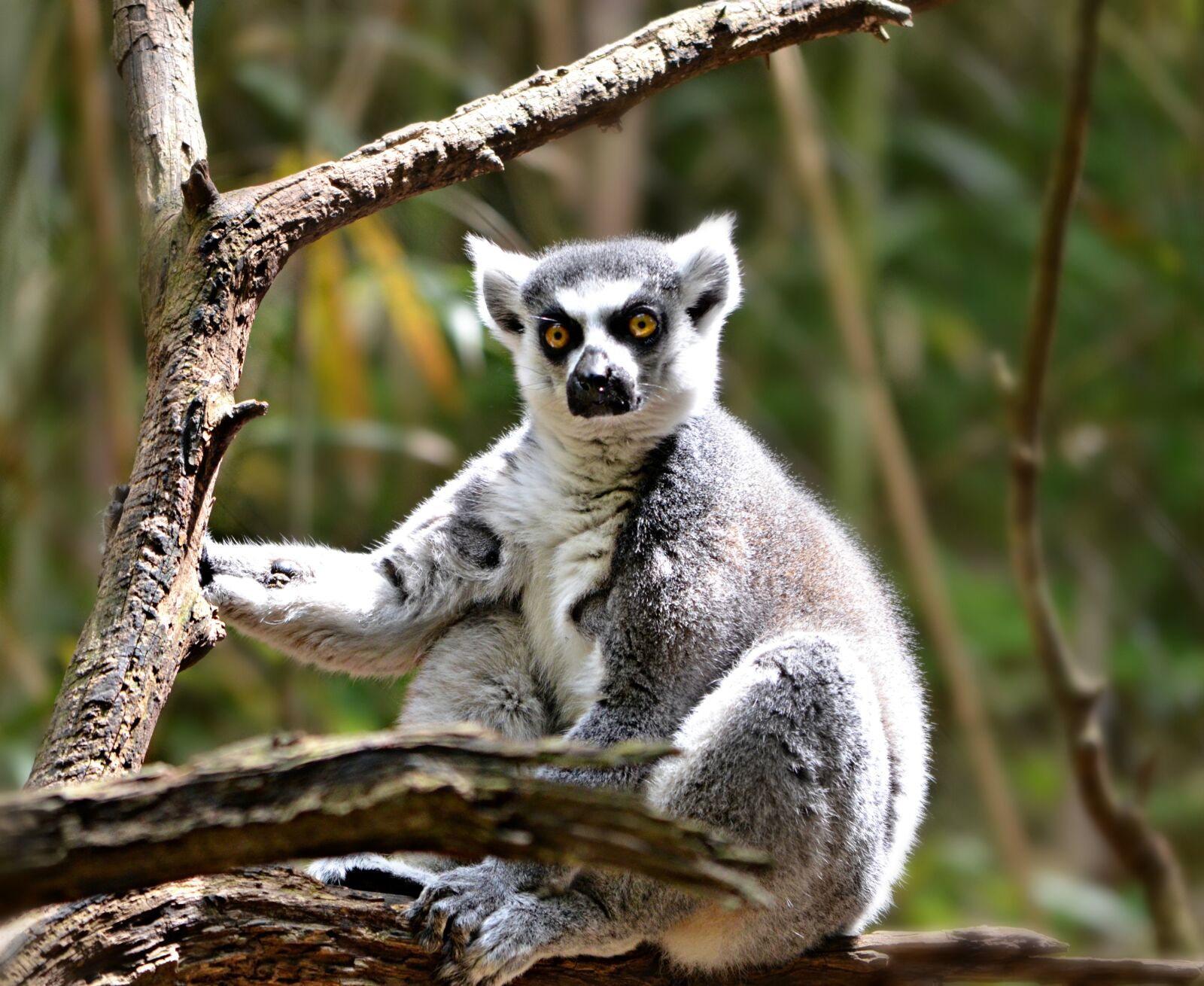 Nikon D5100 sample photo. Lemur, animal, nature photography