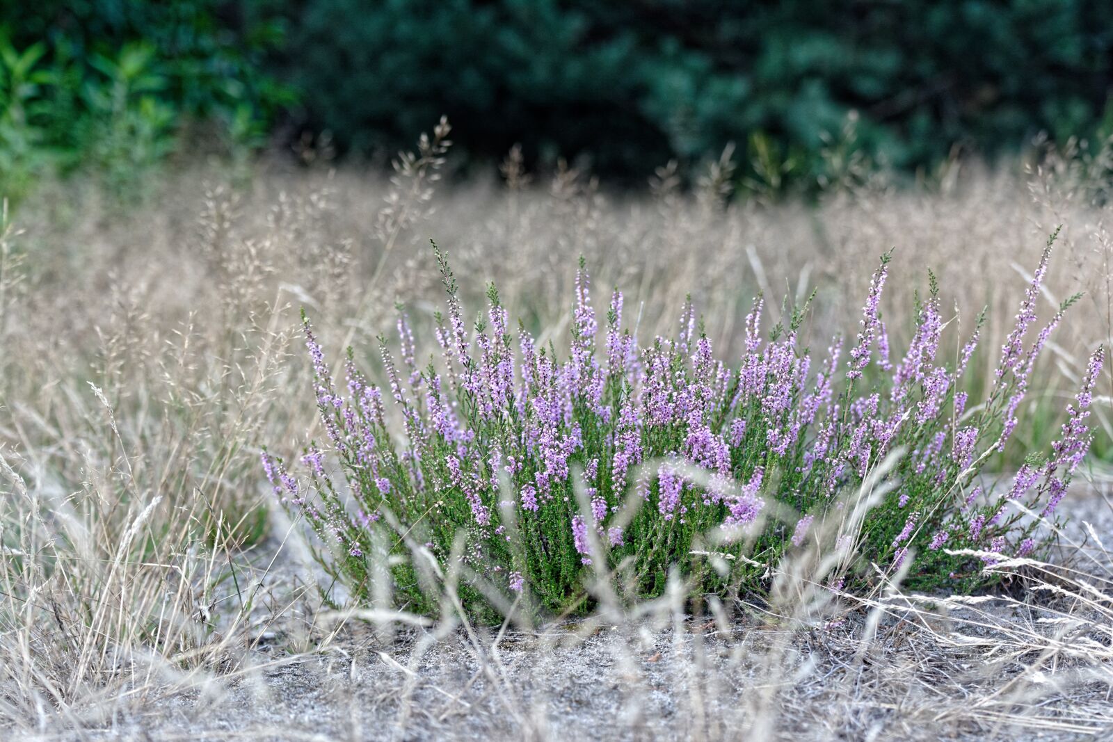 Nikon D5200 sample photo. Heather, violet, heathers photography