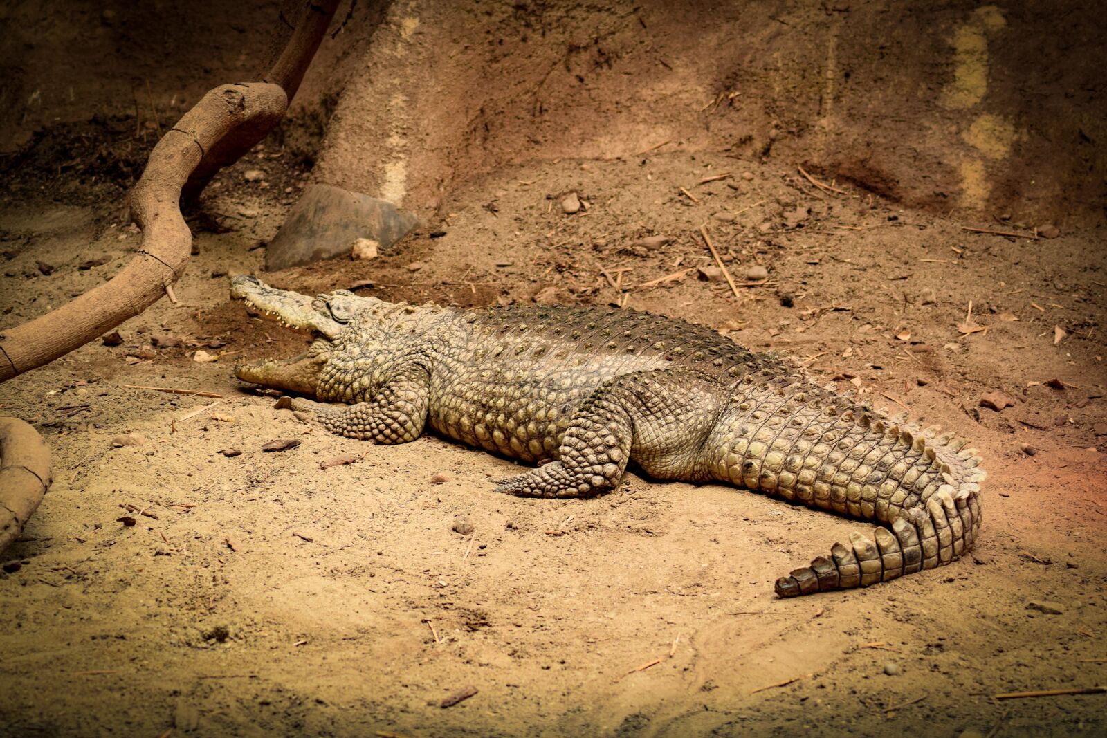 Nikon D5300 sample photo. Crocodile, brown, is photography