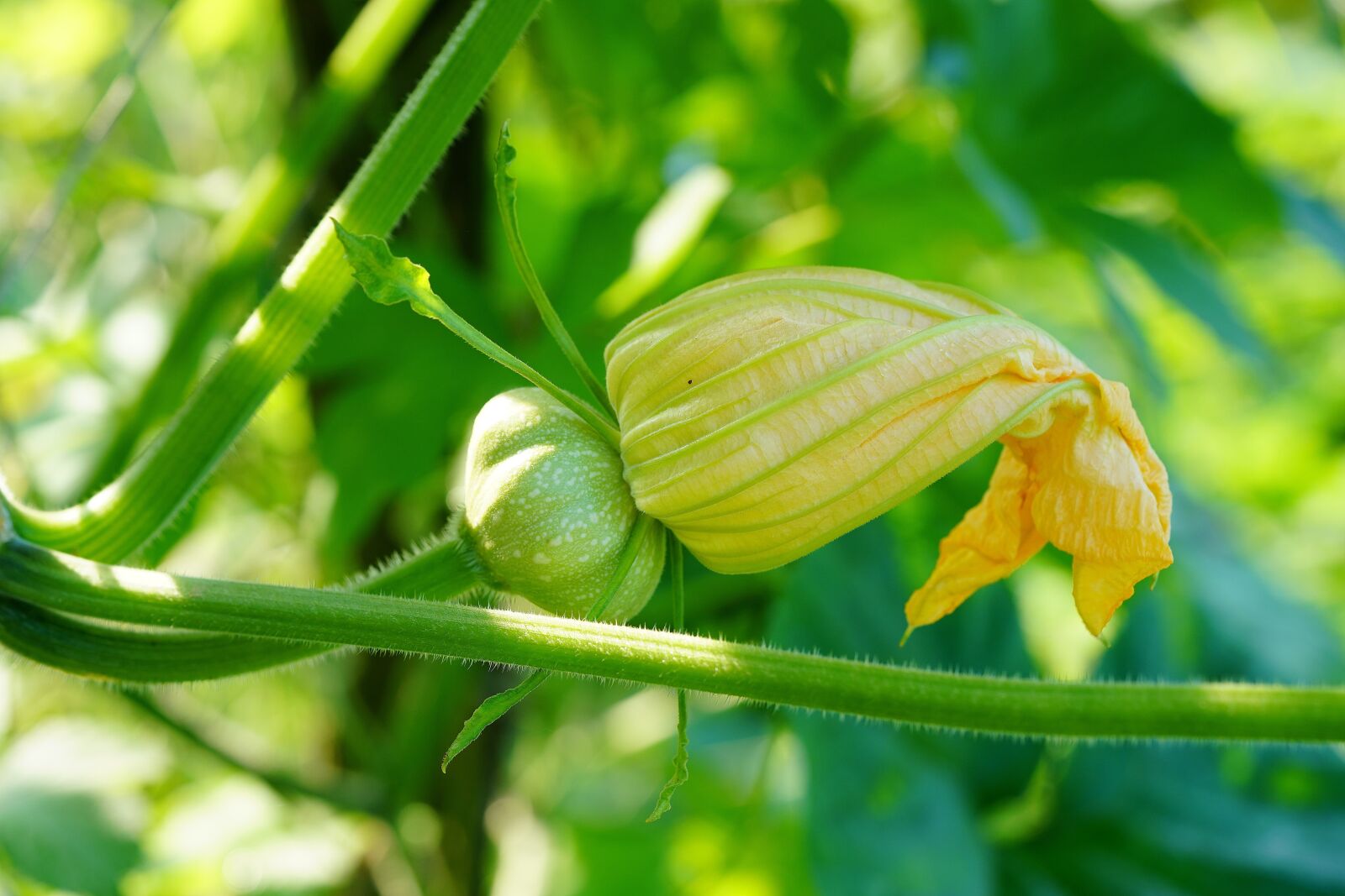 Sony a7R III + Sony FE 90mm F2.8 Macro G OSS sample photo. Pumpkim, nature, summer photography