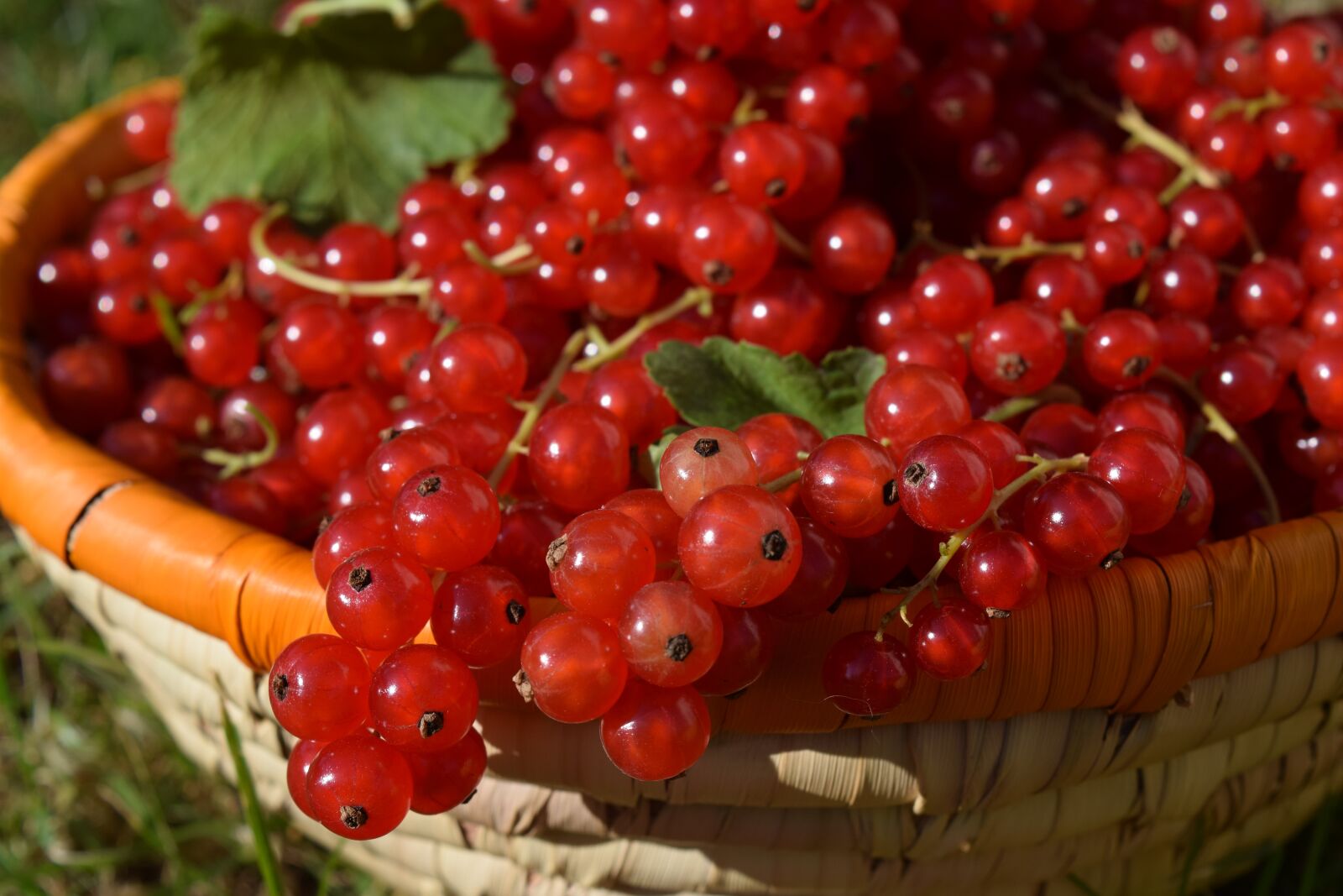 Nikon D3300 sample photo. Currants, basket, fruits photography