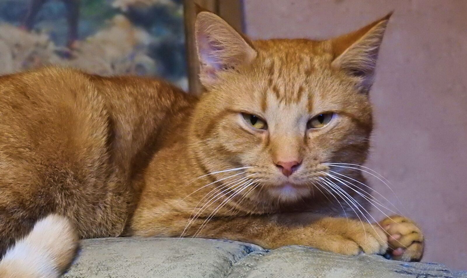 Nikon Coolpix P900 sample photo. Animals, cat, charming photography