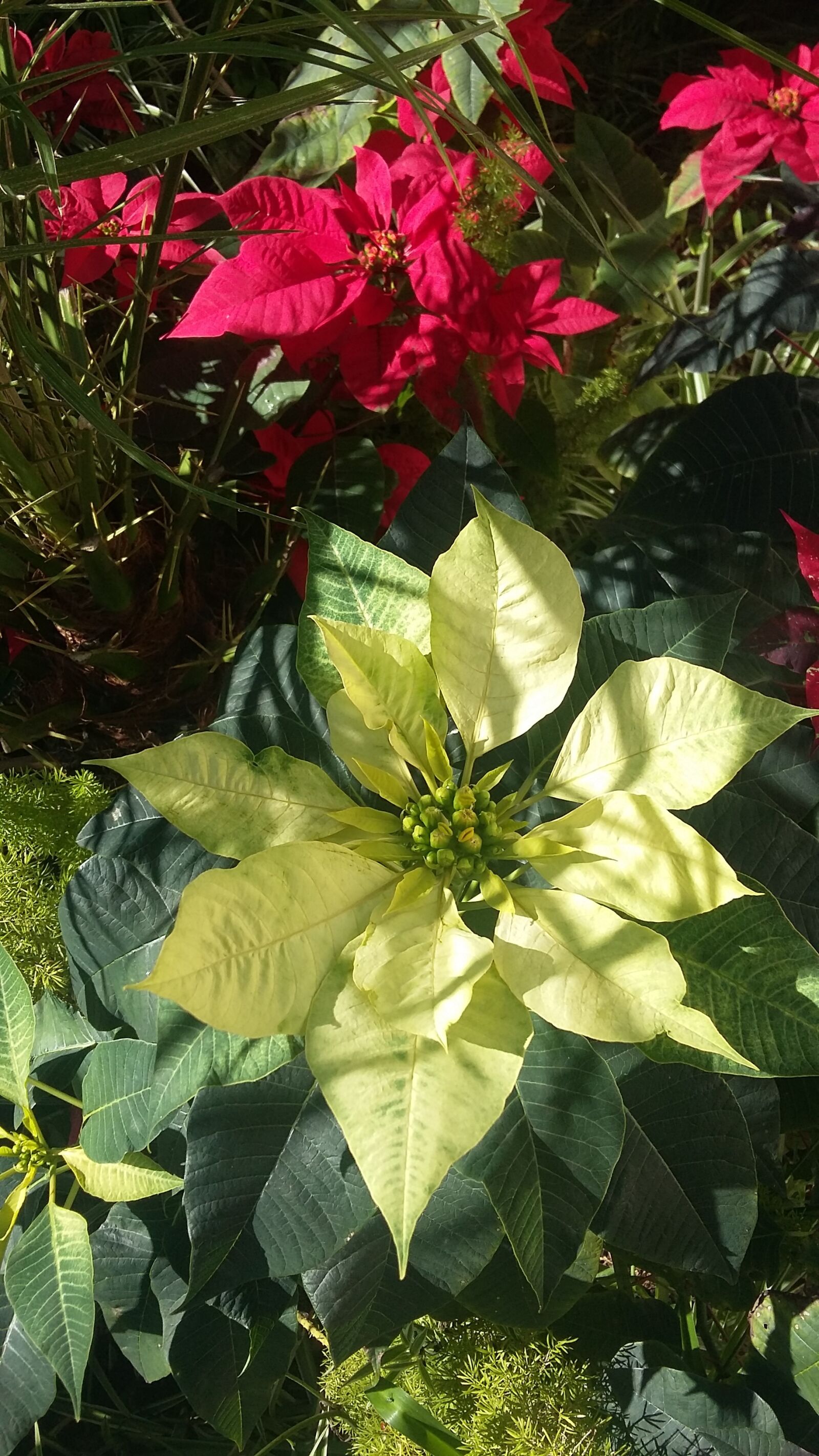 Samsung Galaxy Grand Prime sample photo. Garden, flower, plants photography