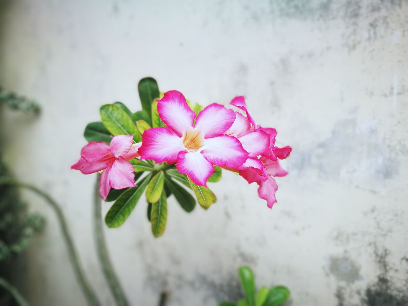 HUAWEI P9 sample photo. Flower, pink, beautiful photography