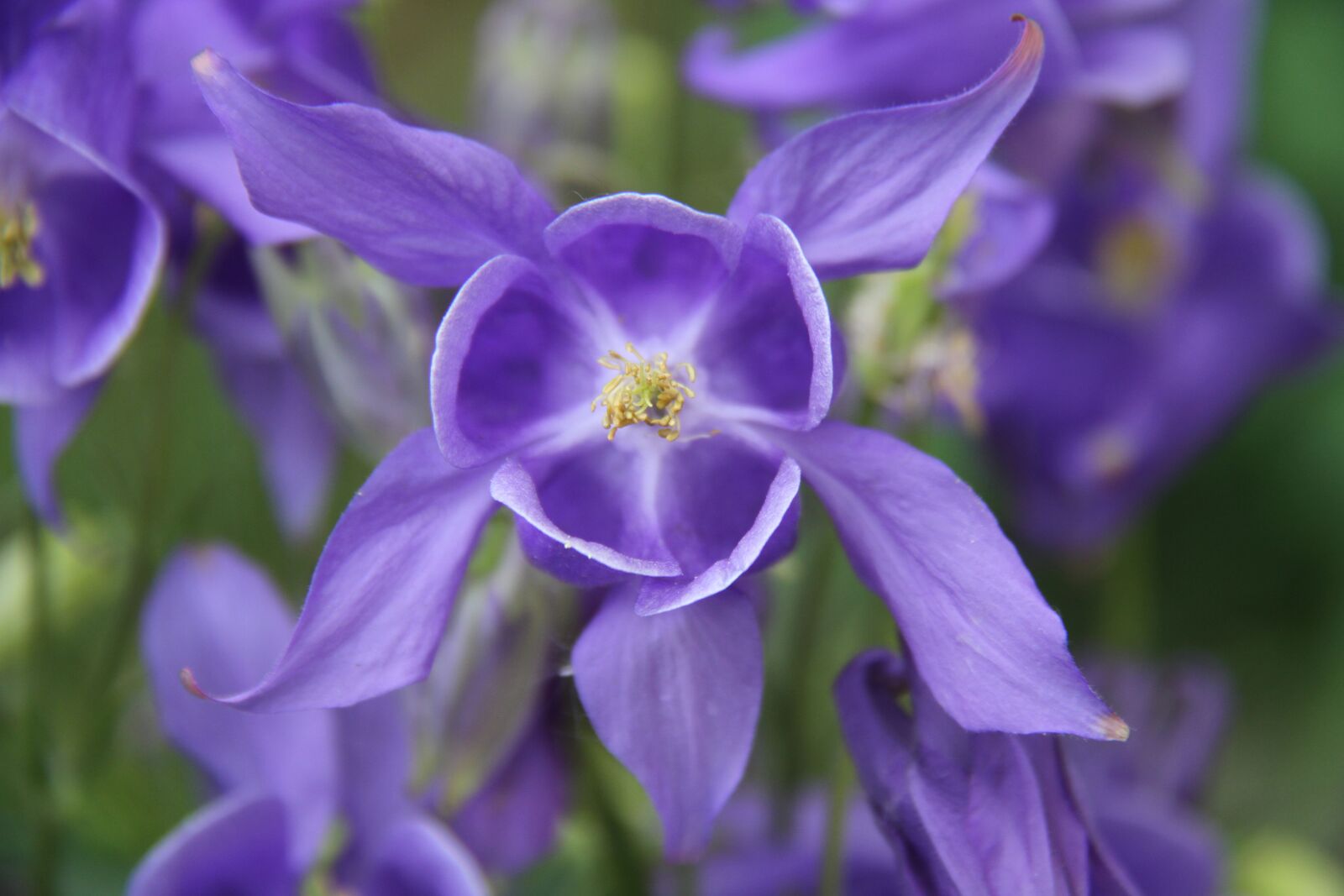 Canon EOS 7D sample photo. Columbine, garden, blue photography