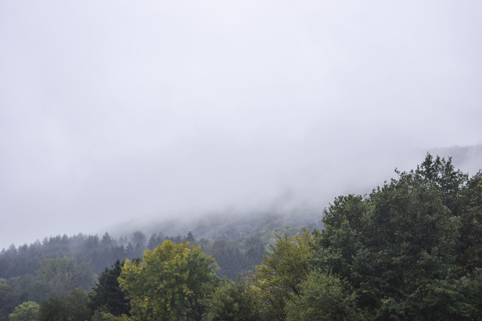 Nikon D3300 sample photo. Landscape, fog, forest photography