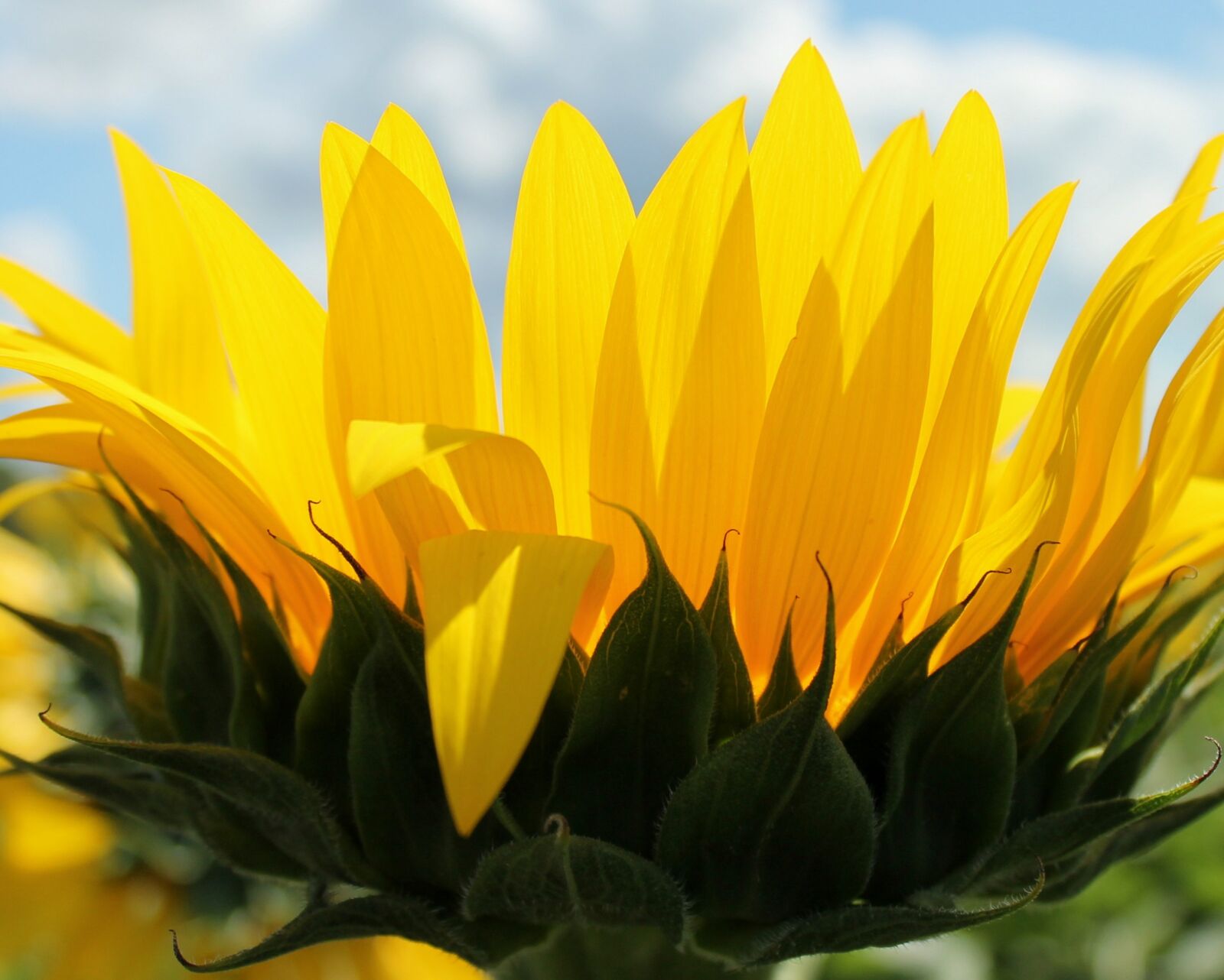 Canon EOS 1100D (EOS Rebel T3 / EOS Kiss X50) sample photo. Sunflower, flower, yellow photography