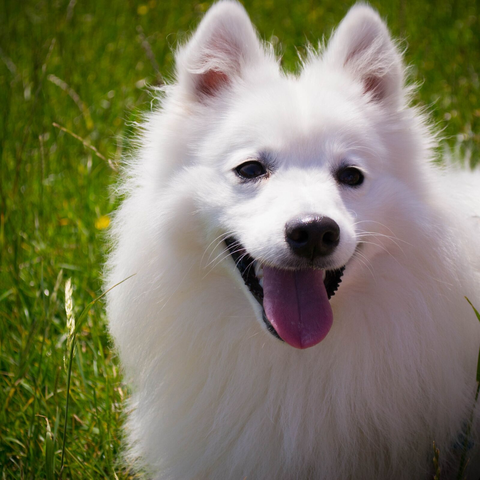 Nikon D3100 sample photo. Dog, white, smile photography