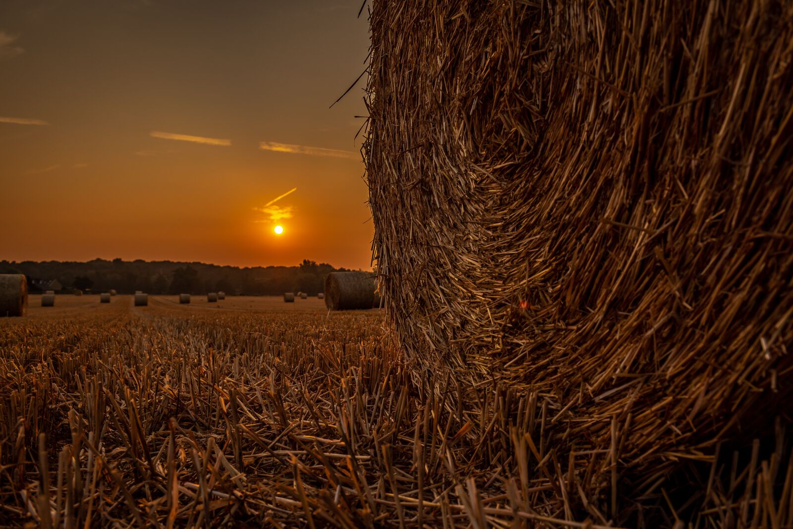 Nikon D750 sample photo. Sun, field, pasture photography