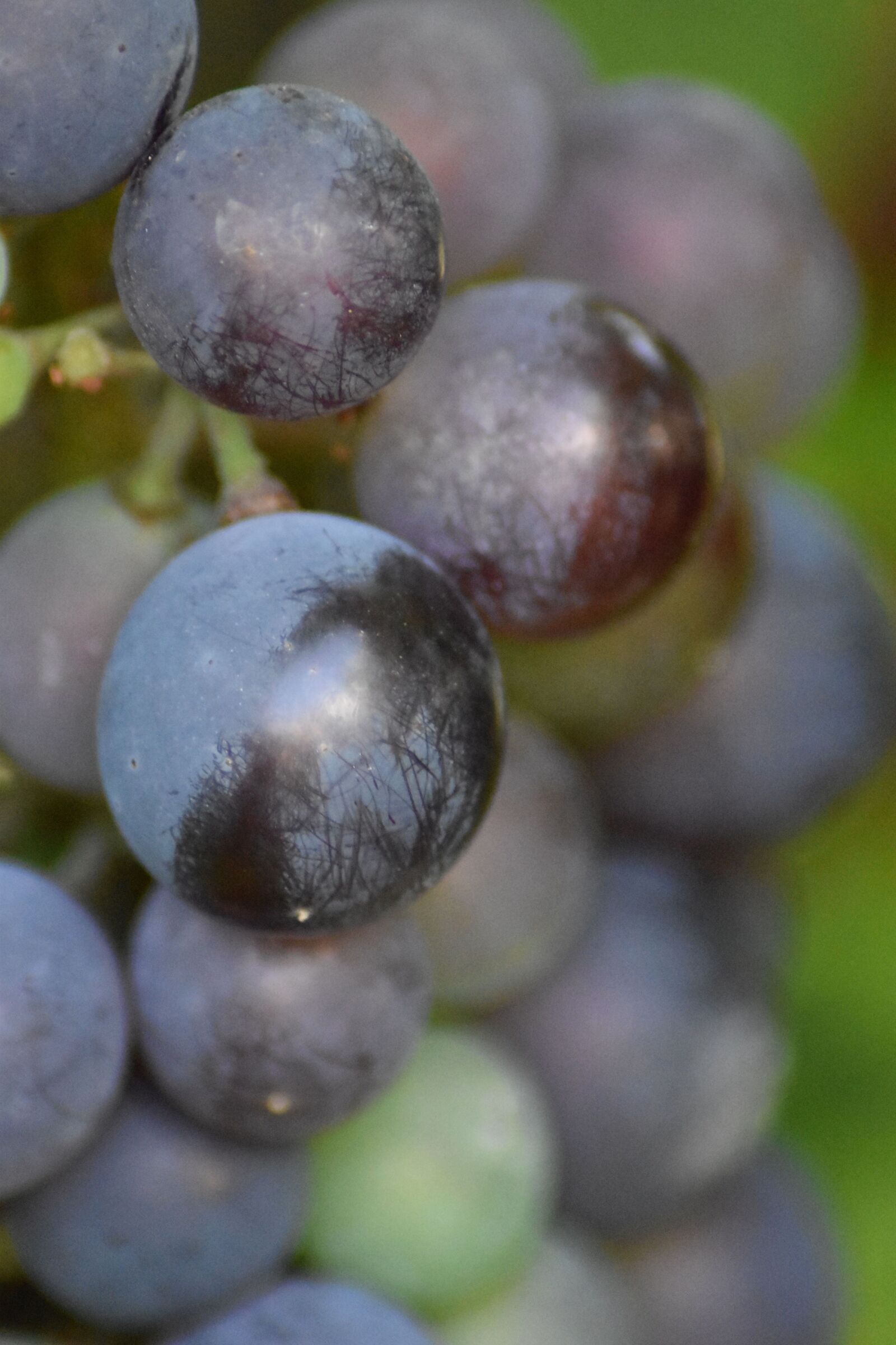 Nikon D3500 sample photo. Grapes, viticulture, fruits photography
