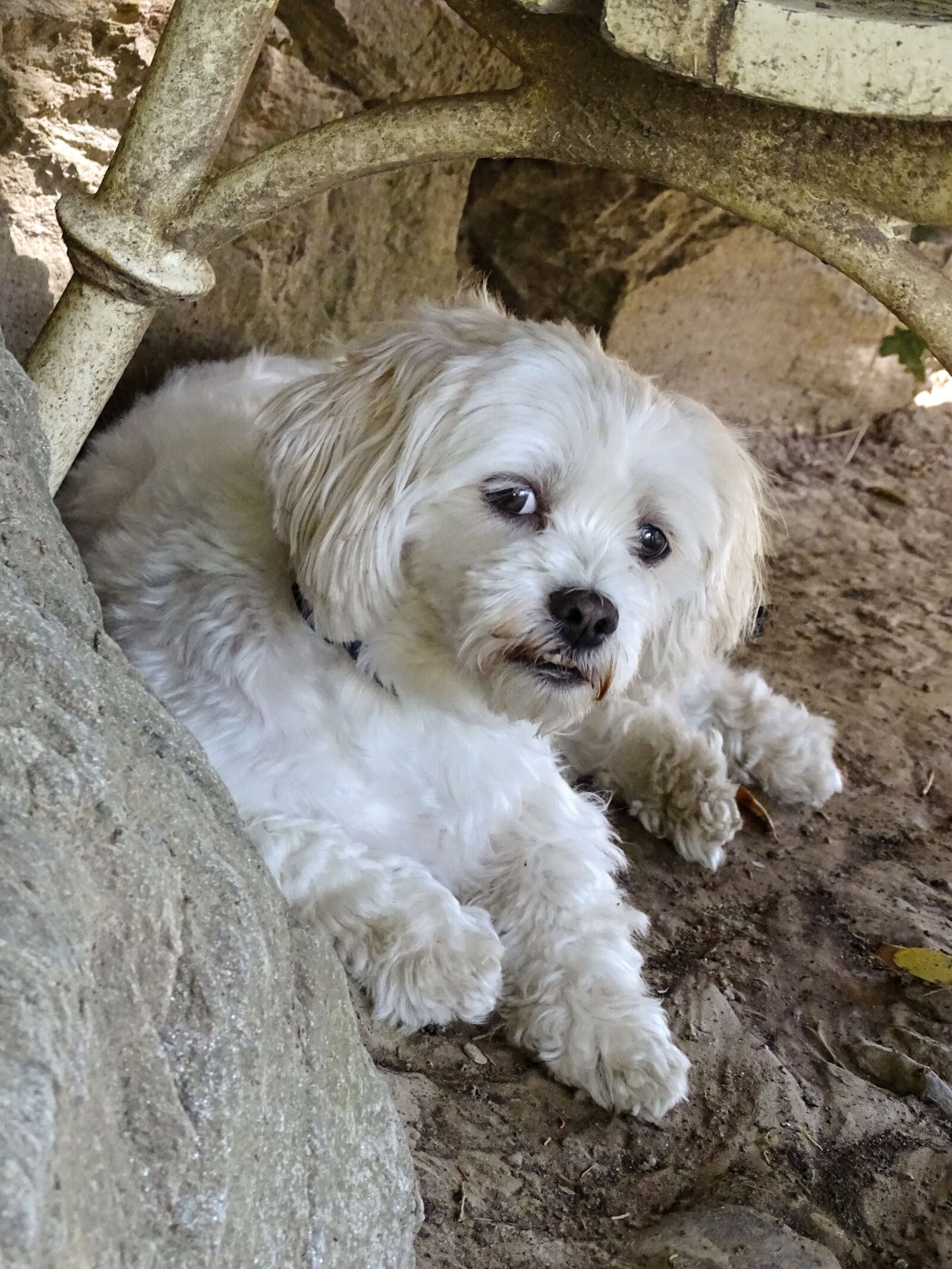 Sony Cyber-shot DSC-HX400V sample photo. Dog, cute, animal photography