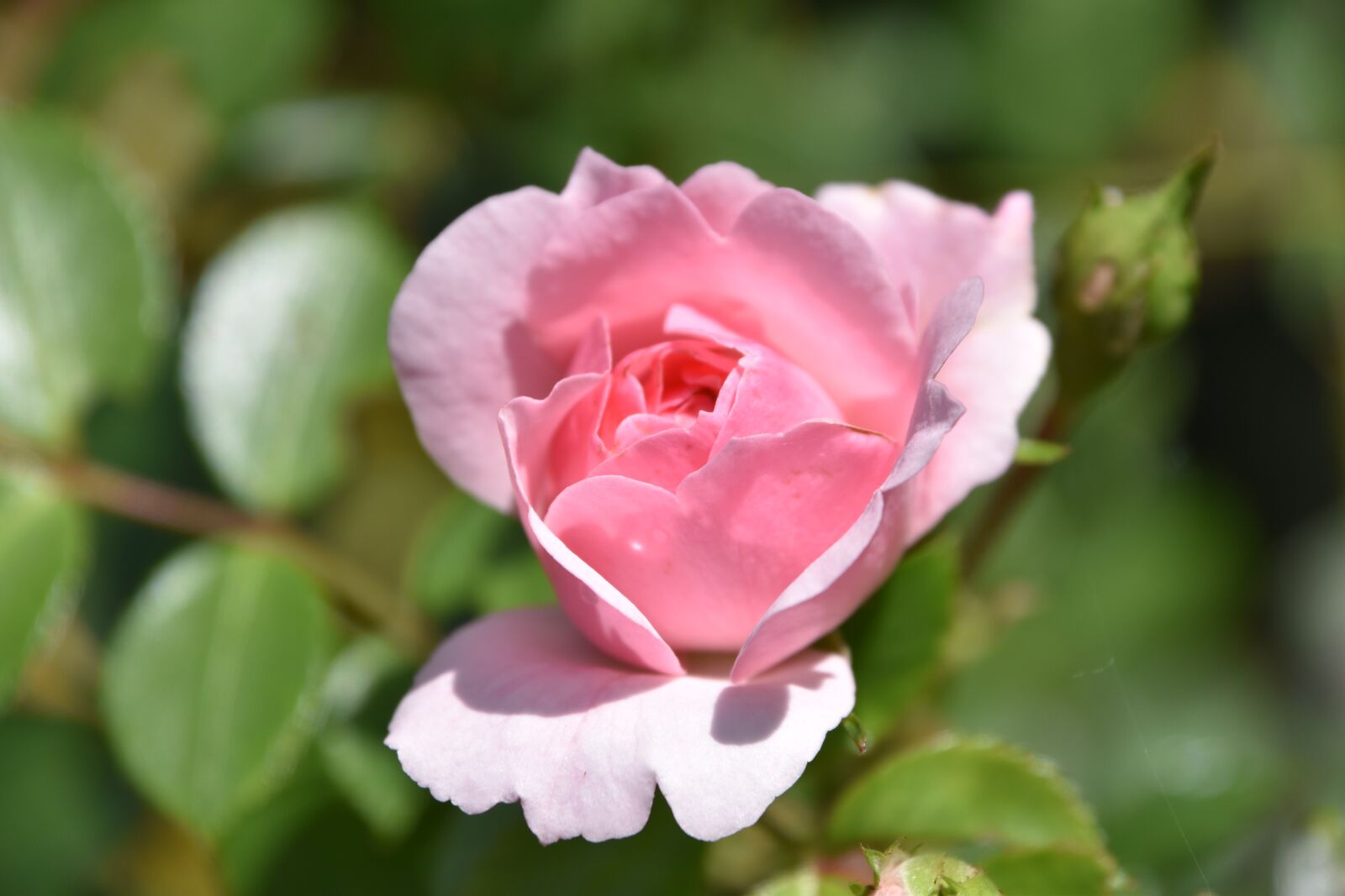 Nikon D5600 sample photo. Flower, plant, nature photography