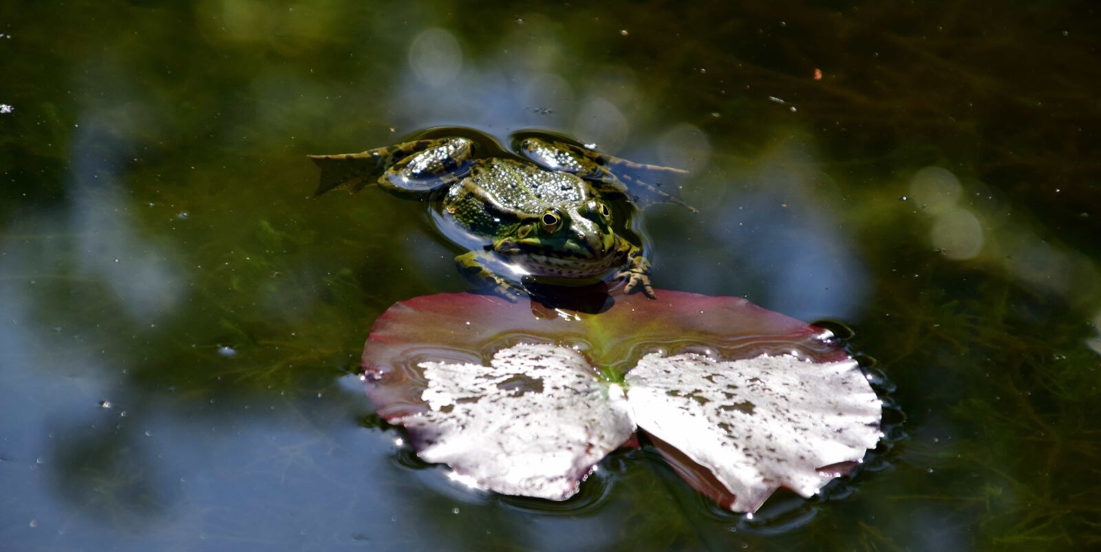Nikon D3300 sample photo. Frog, daylight, outdoor, lake photography