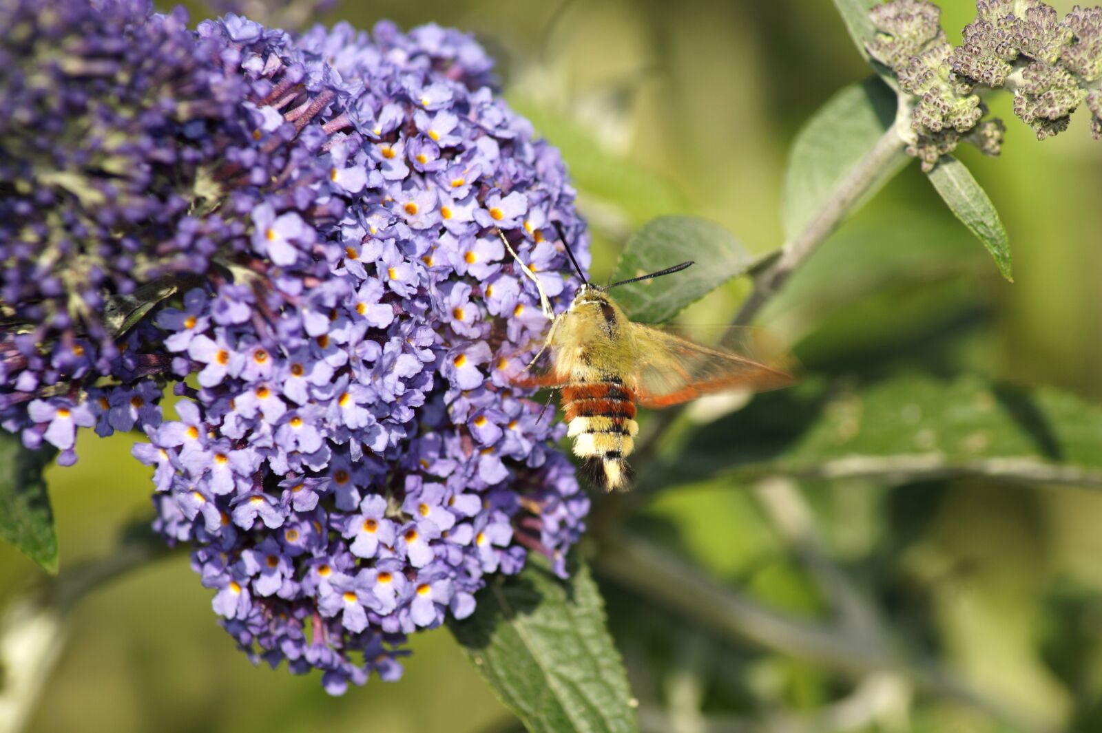Sony SLT-A58 sample photo. Hummingbird hawk moth, insect photography