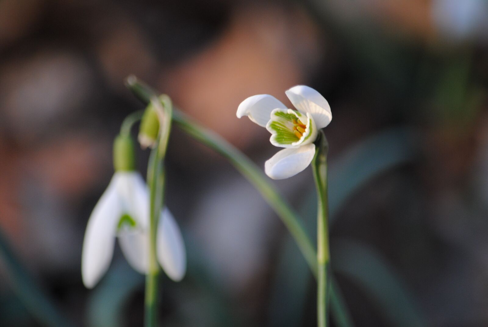 Nikon D3000 sample photo. Flower, spring, plant photography