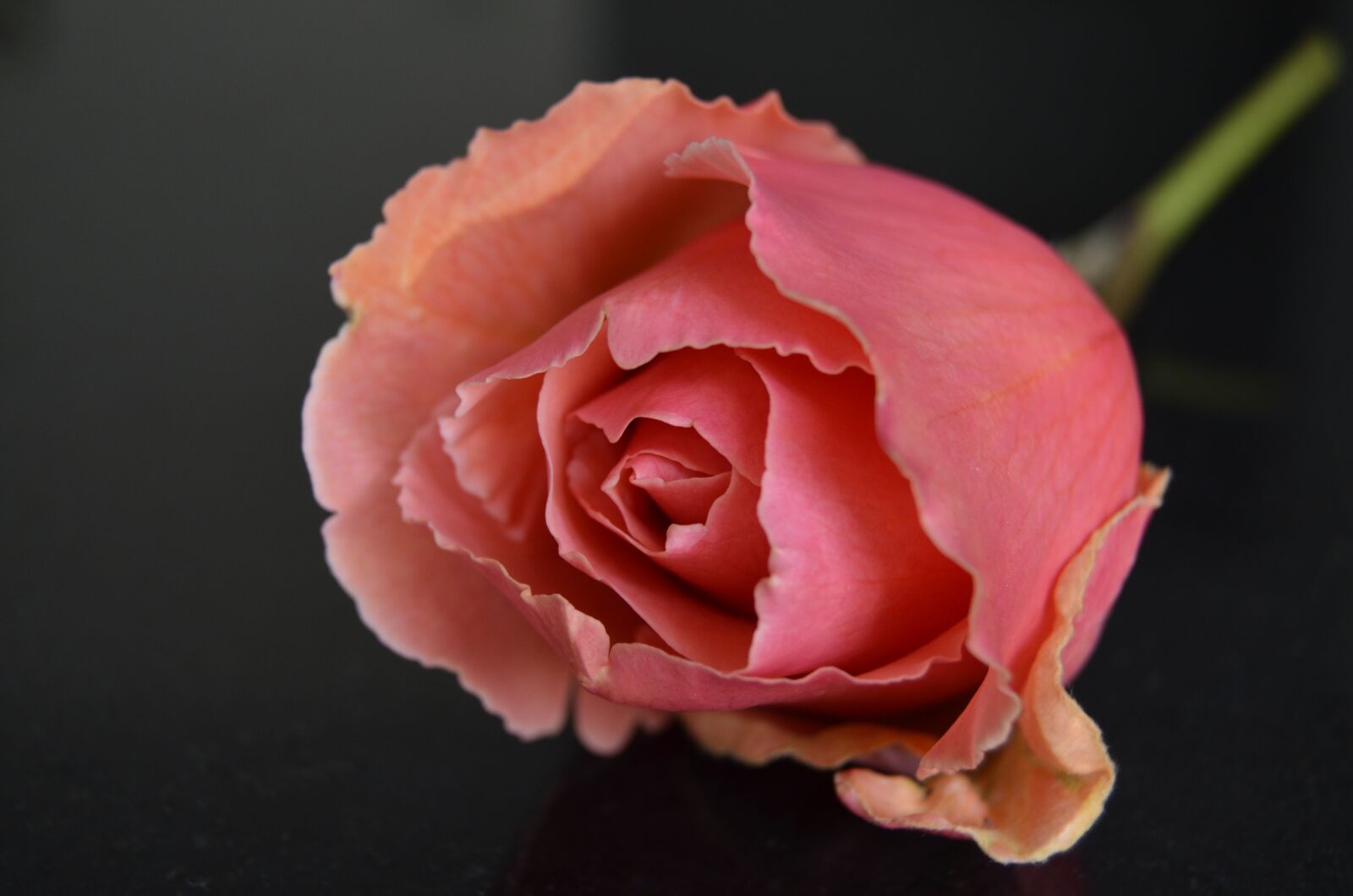 Nikon D5100 sample photo. Rose, petals, nature photography