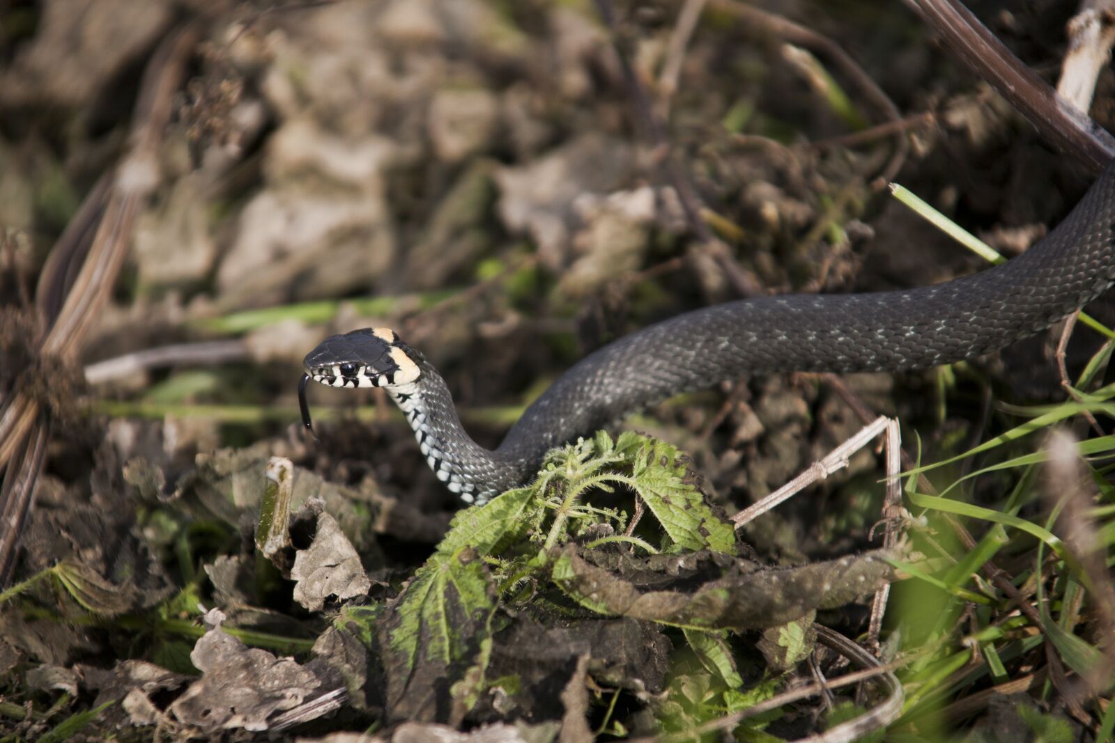 Canon EOS 5D sample photo. Snake, really, creep photography