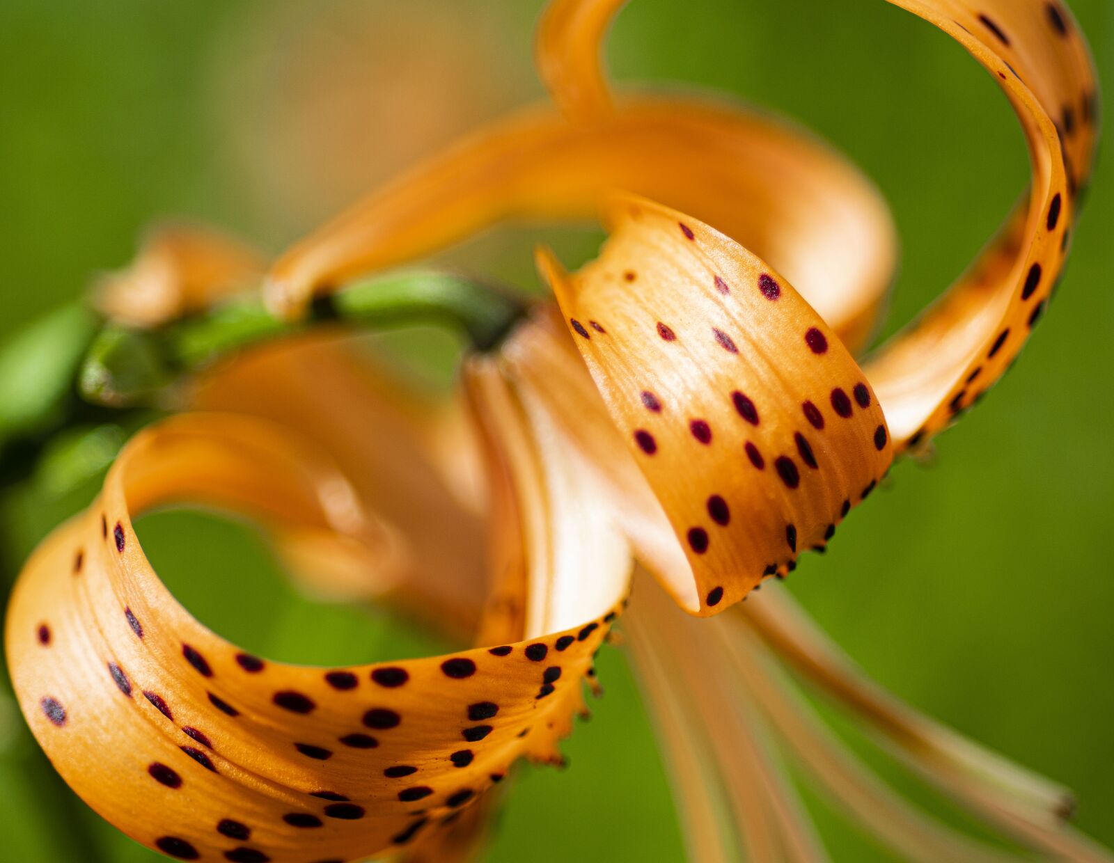 Nikon D7500 sample photo. Flower, tiger lily, lily photography