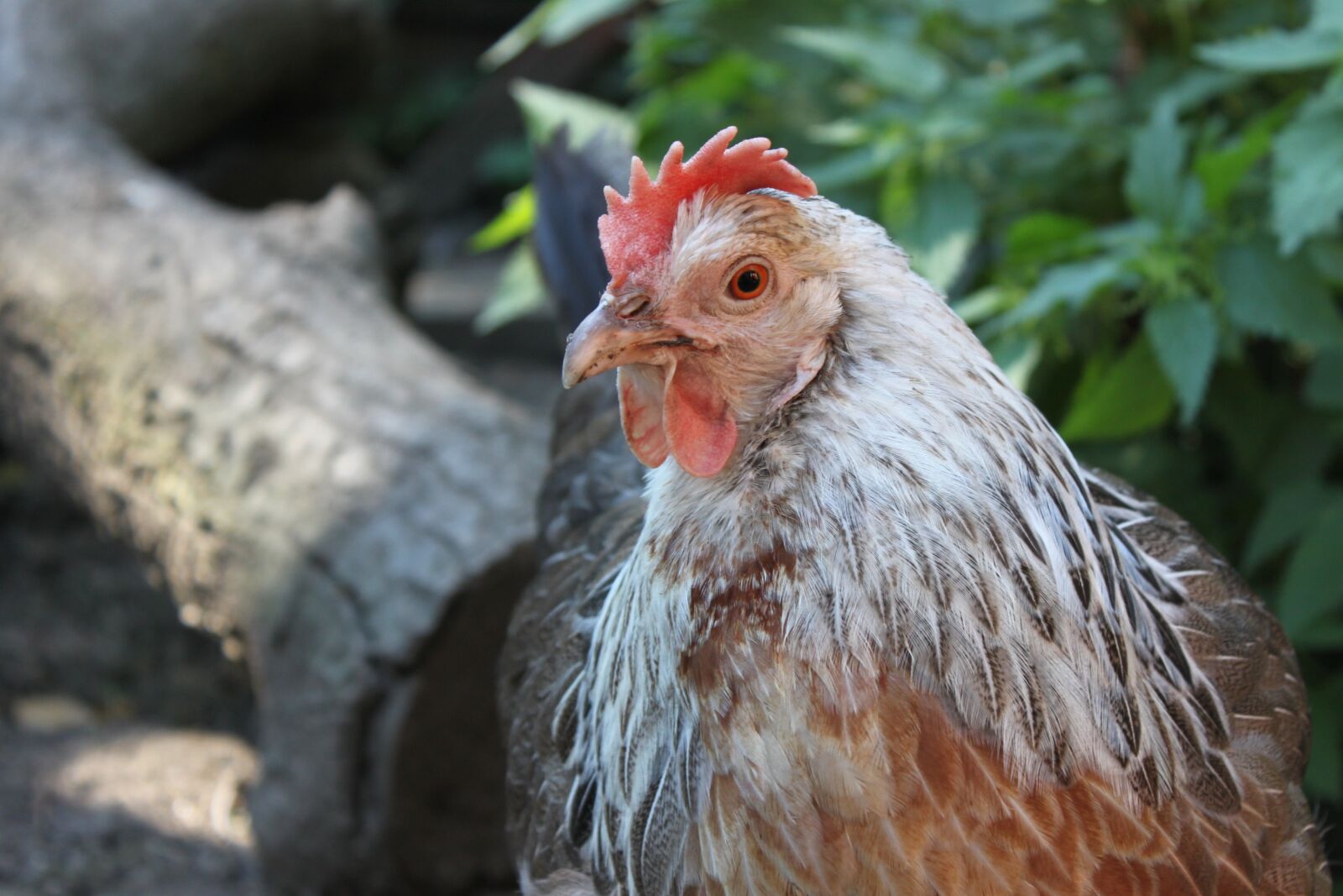 Canon EOS 500D (EOS Rebel T1i / EOS Kiss X3) sample photo. Hen, chicken, animal photography