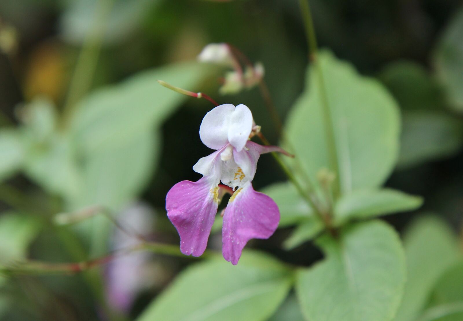 Canon EOS 600D (Rebel EOS T3i / EOS Kiss X5) sample photo. Flowering, summer flower, garden photography